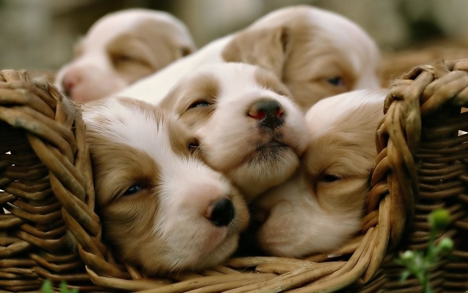 Cute Dogs And Puppies  Wallpapers