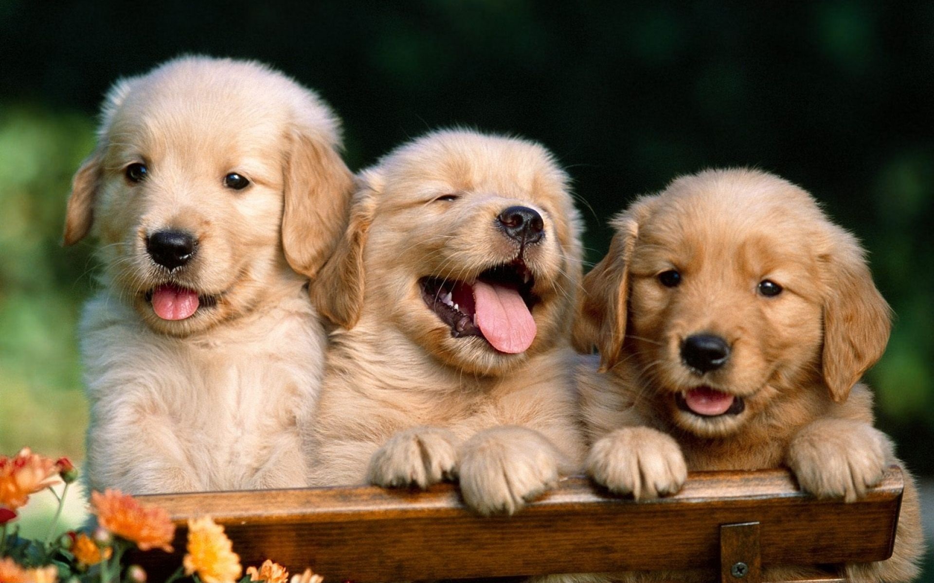 Cute Dogs And Puppies  Wallpapers