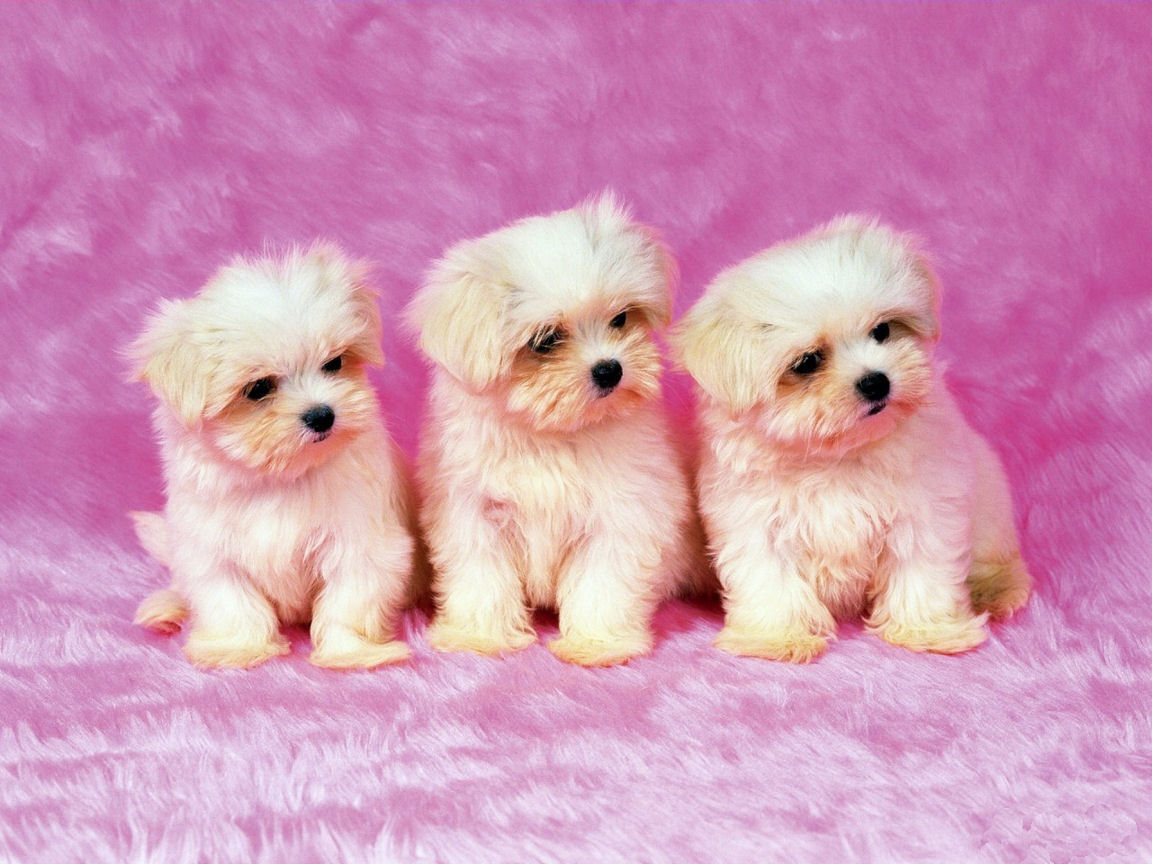 Cute Dogs And Puppies  Wallpapers