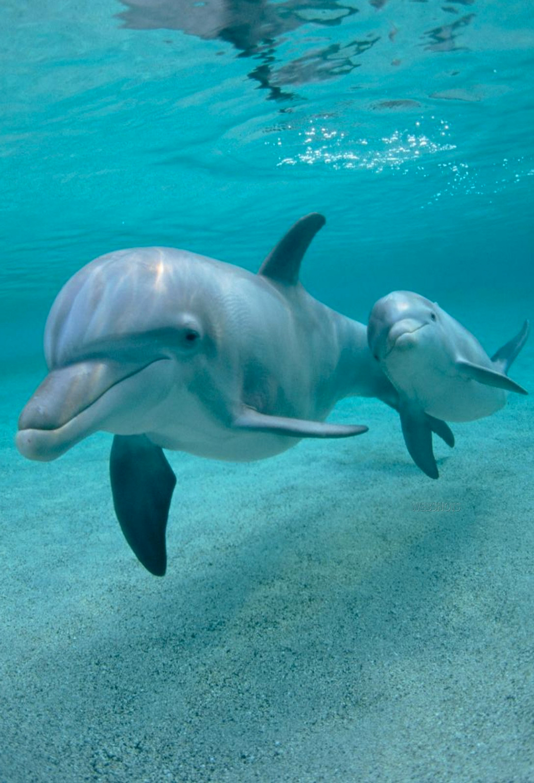 Cute Dolphin Wallpapers