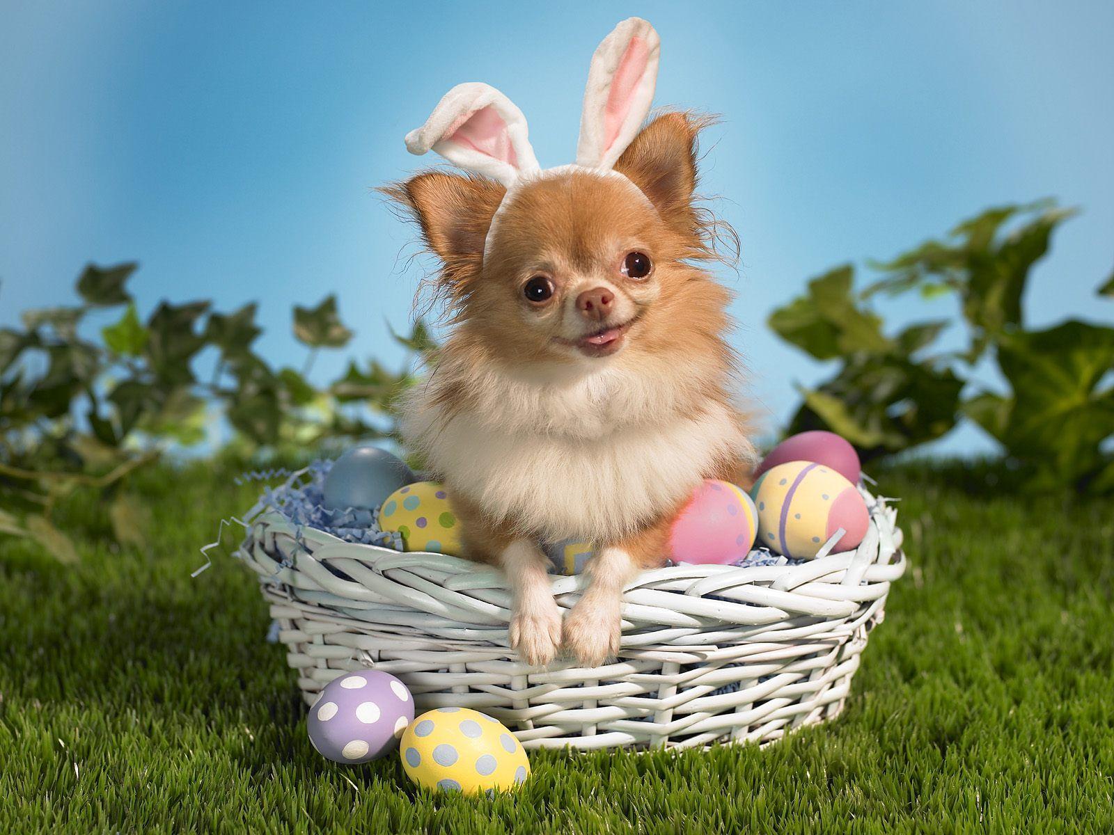 Cute Easter Wallpapers