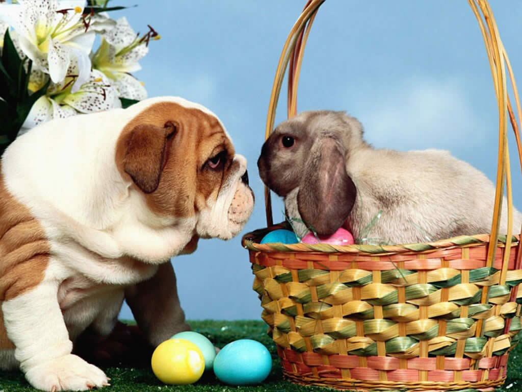 Cute Easter  Wallpapers