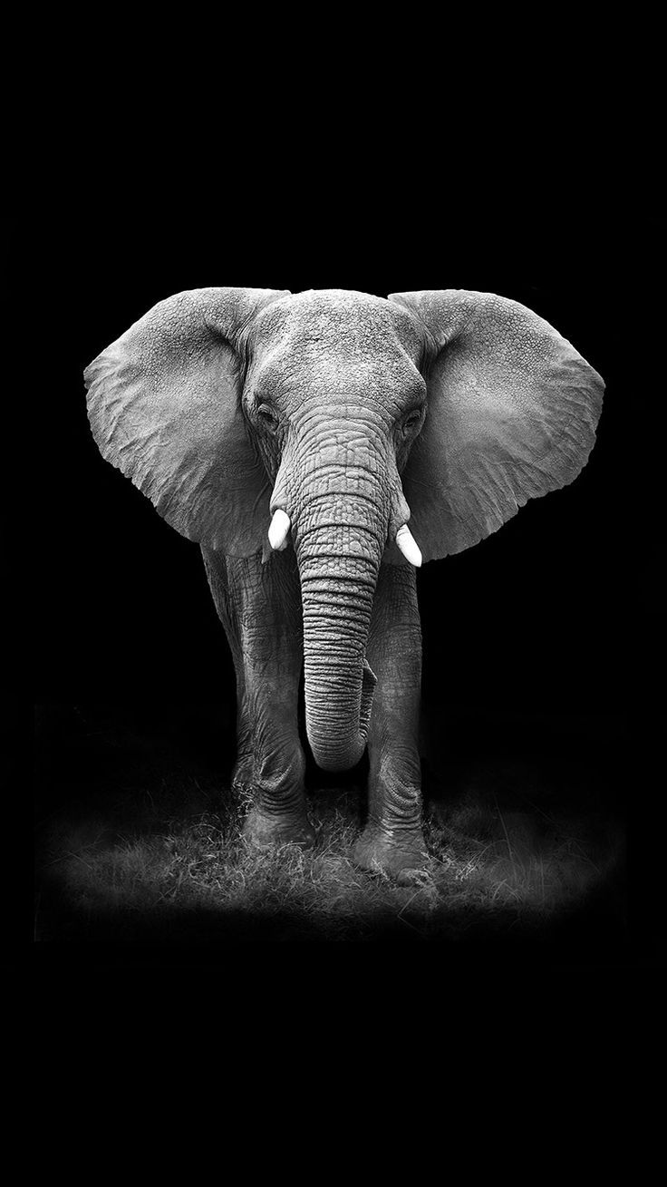 Cute Elephant IphoneWallpapers