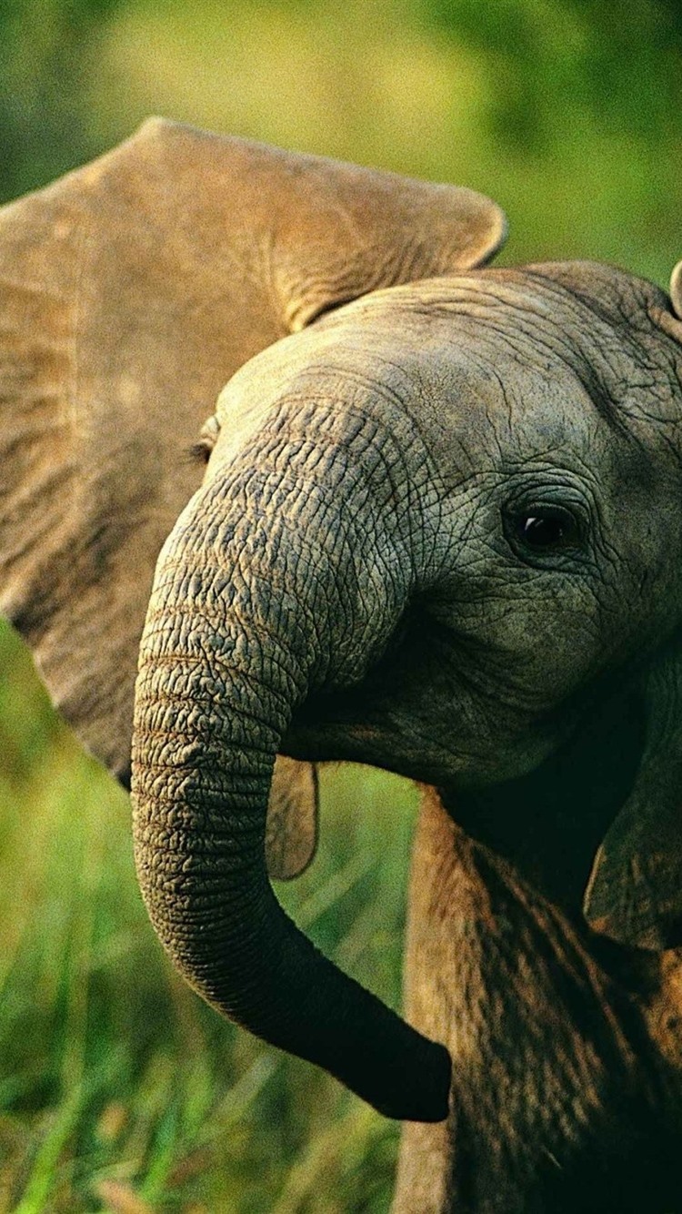 Cute Elephant IphoneWallpapers