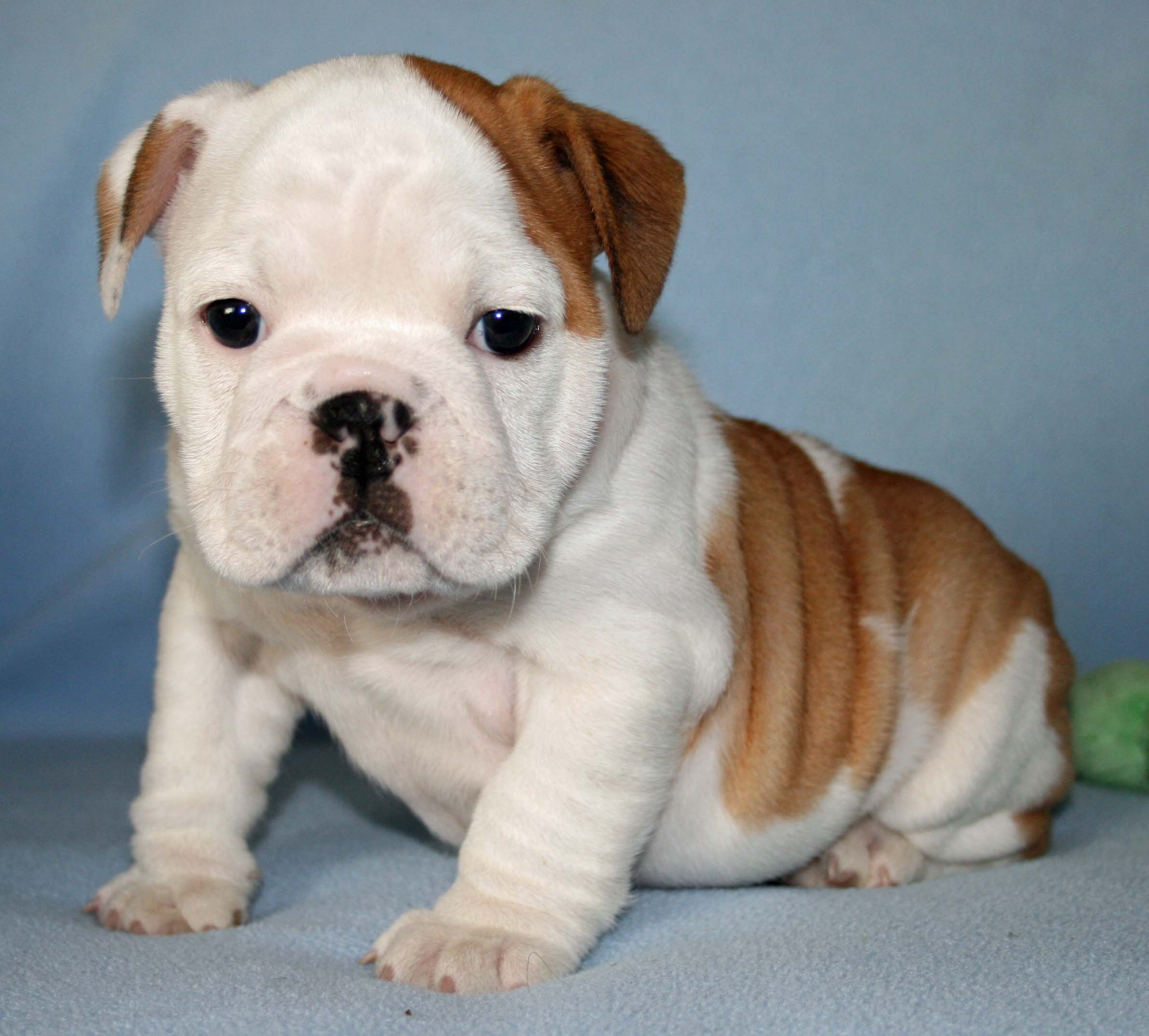 Cute English Bulldogs Wallpapers