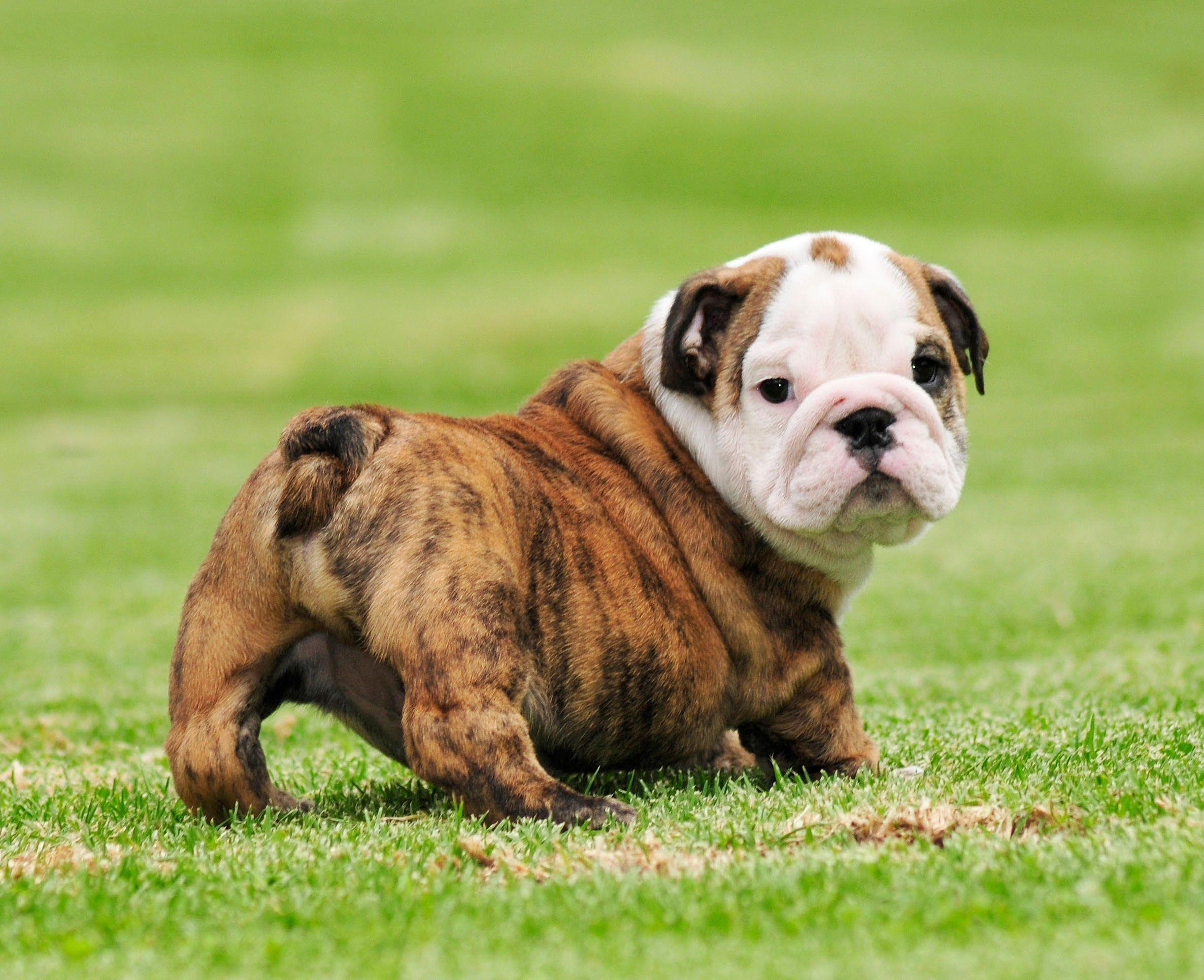 Cute English Bulldogs Wallpapers