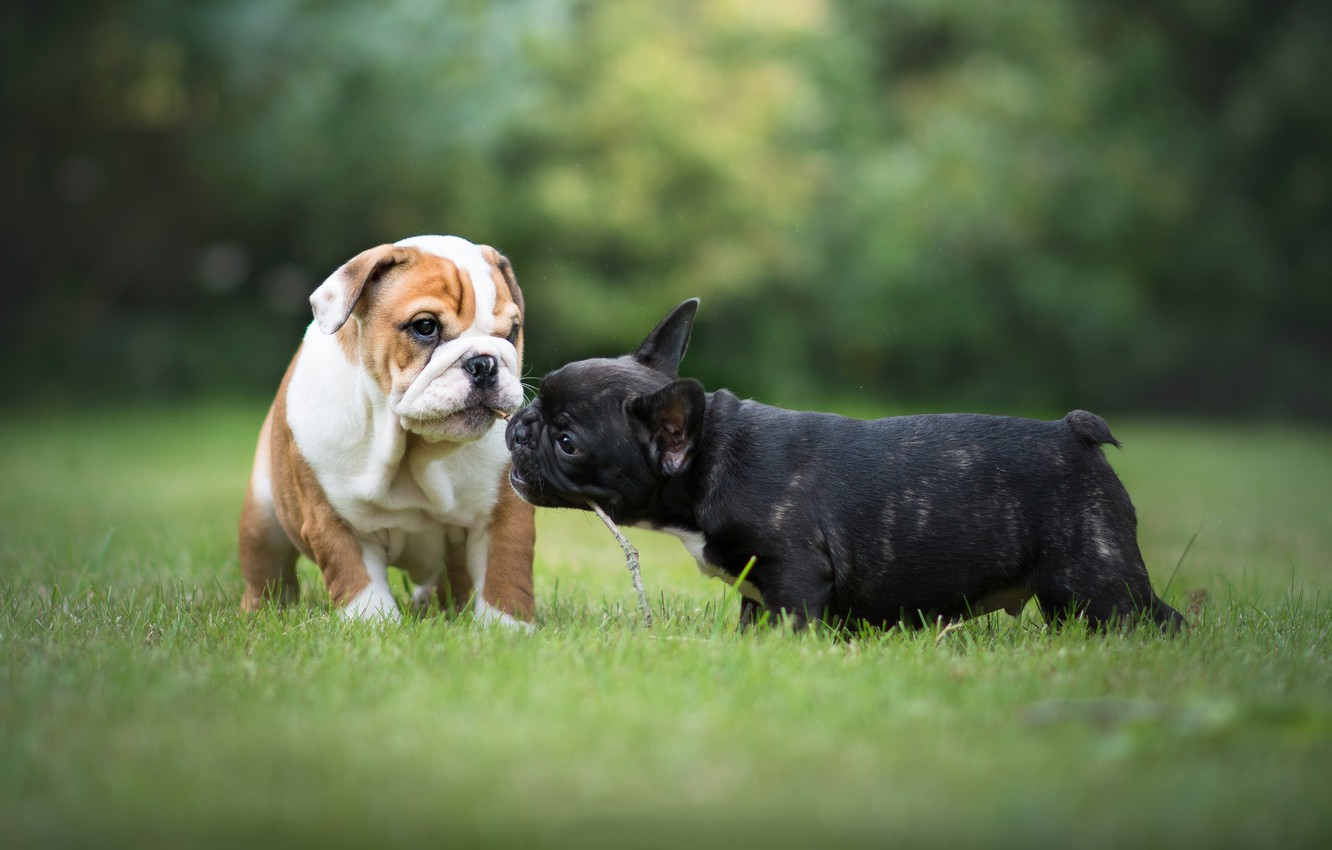 Cute English Bulldogs Wallpapers