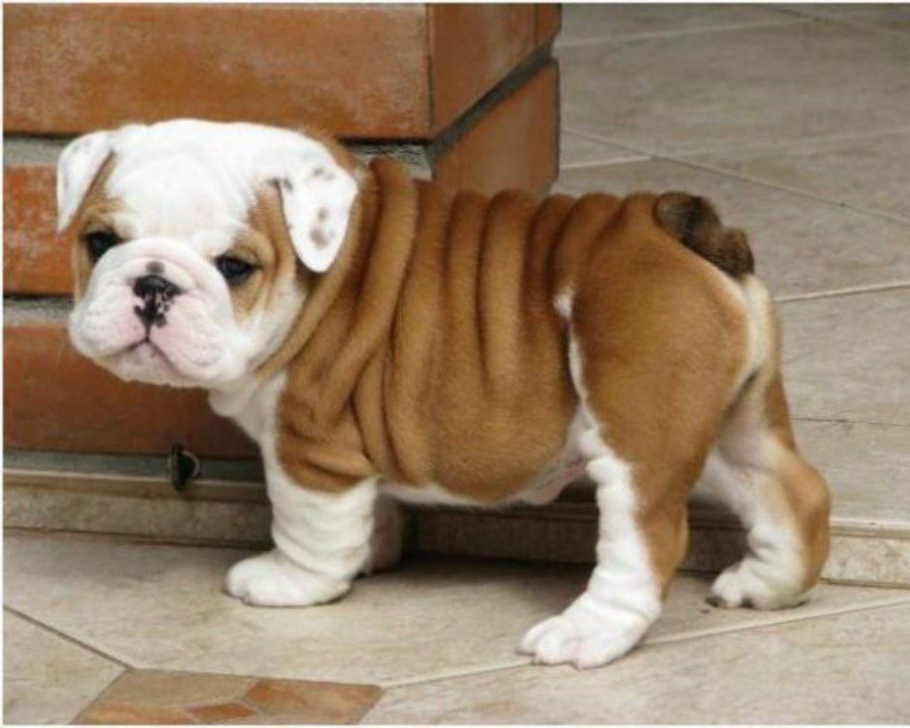 Cute English Bulldogs Wallpapers