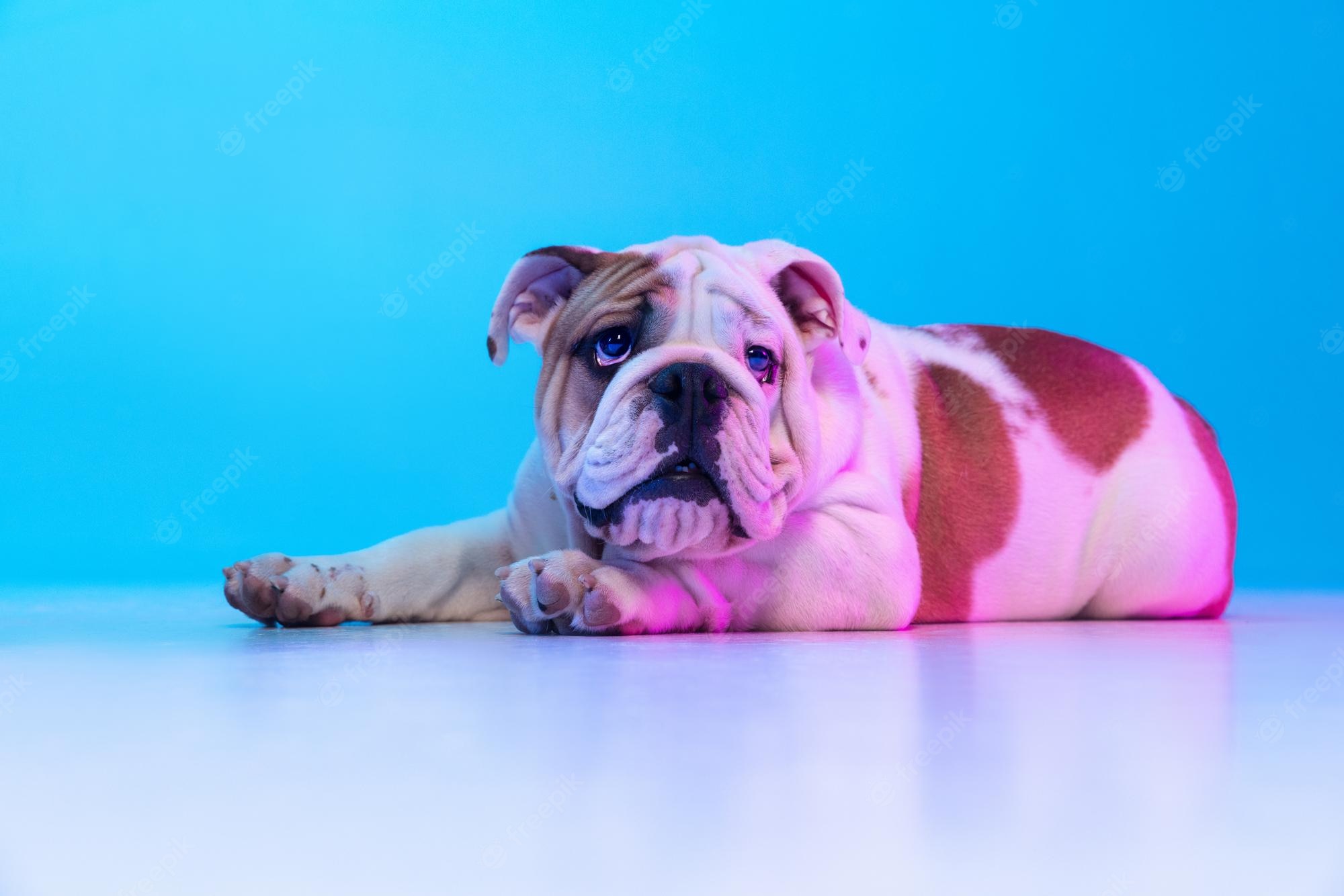 Cute English Bulldogs Wallpapers