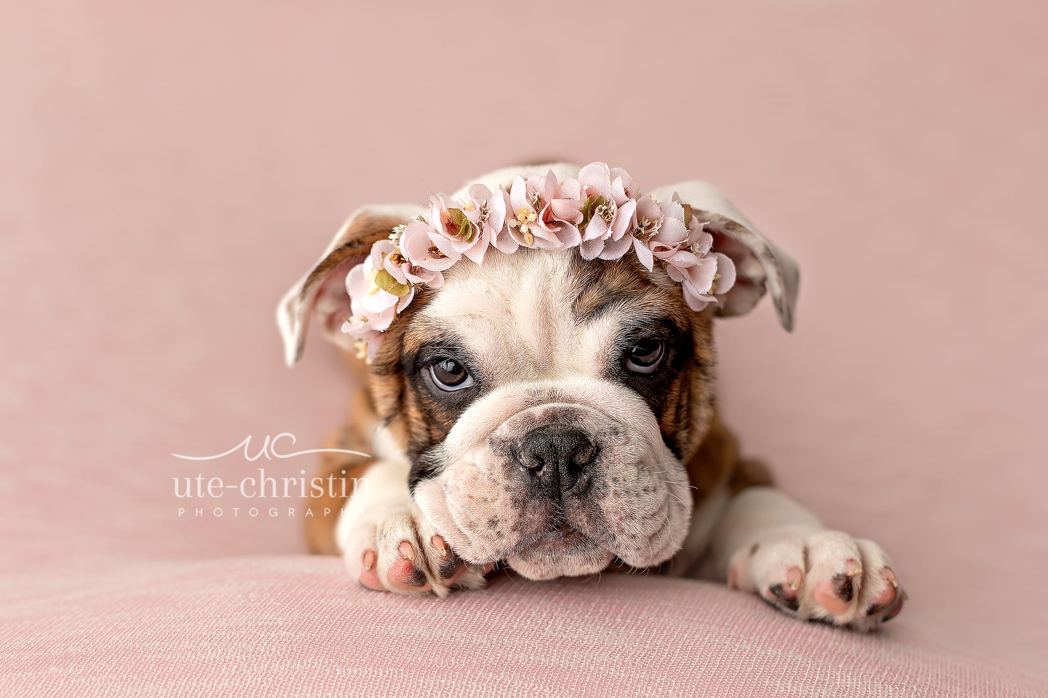 Cute English Bulldogs Wallpapers