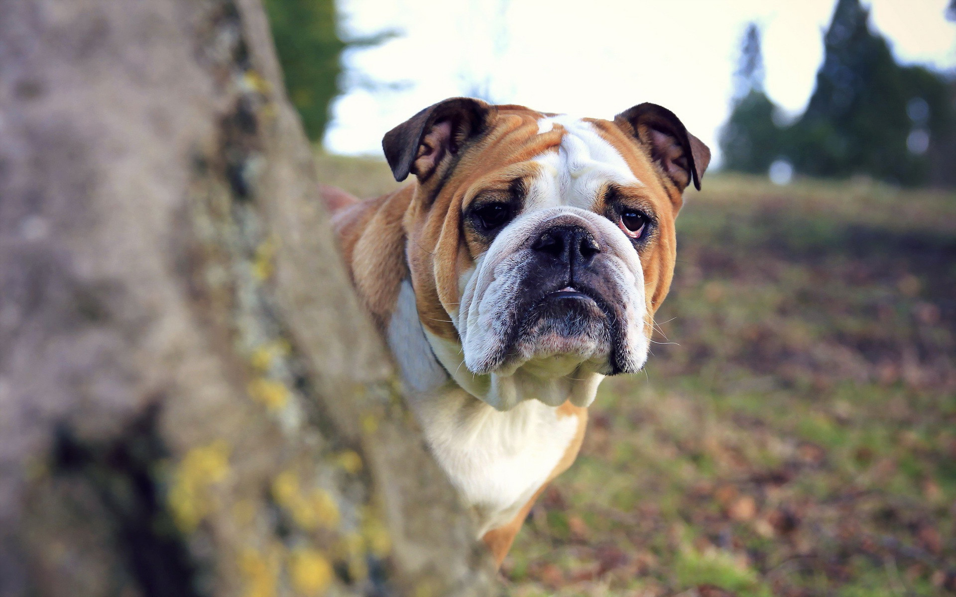 Cute English Bulldogs Wallpapers