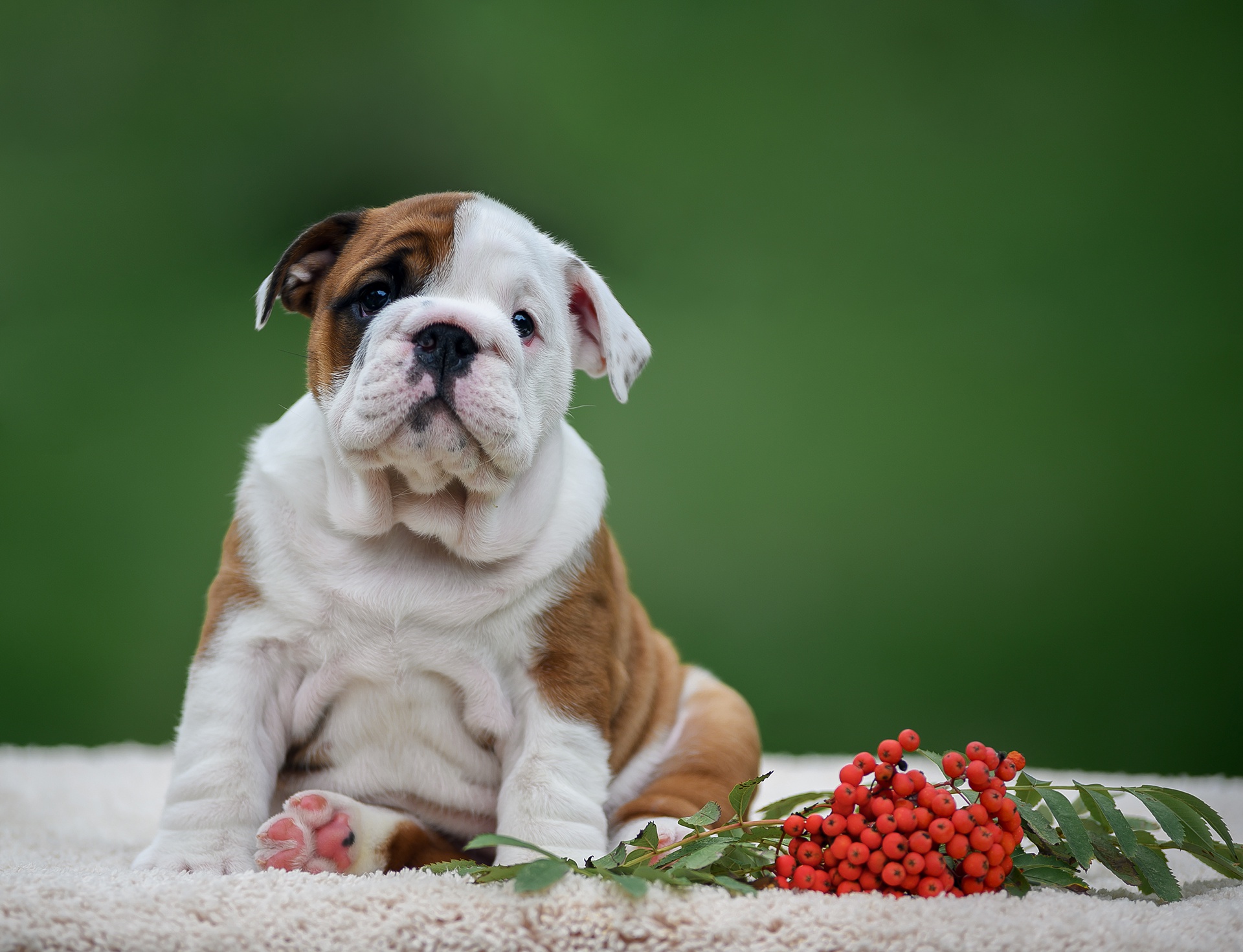 Cute English Bulldogs Wallpapers