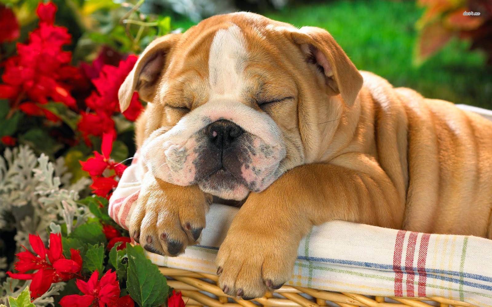 Cute English Bulldogs Wallpapers