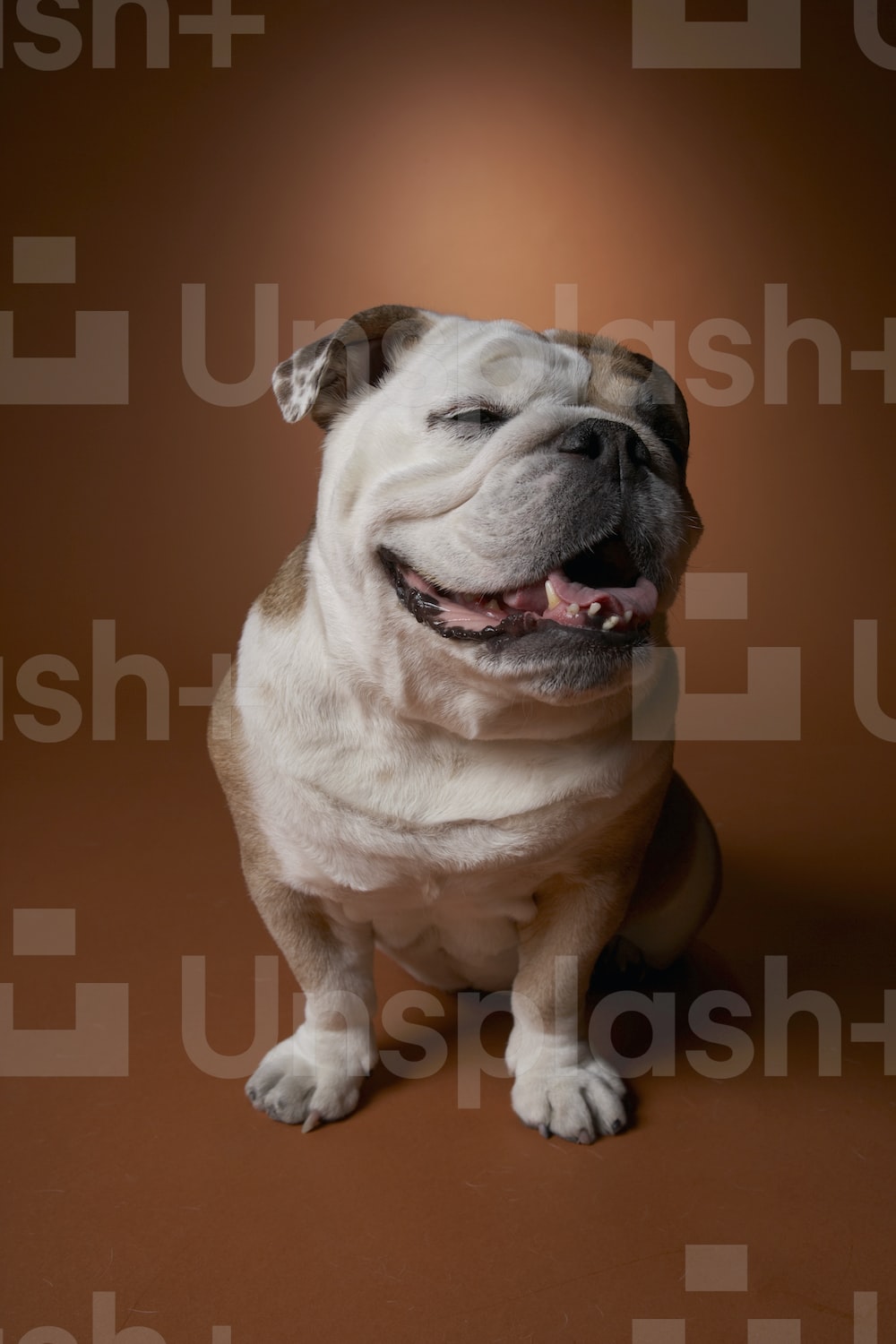 Cute English Bulldogs Wallpapers