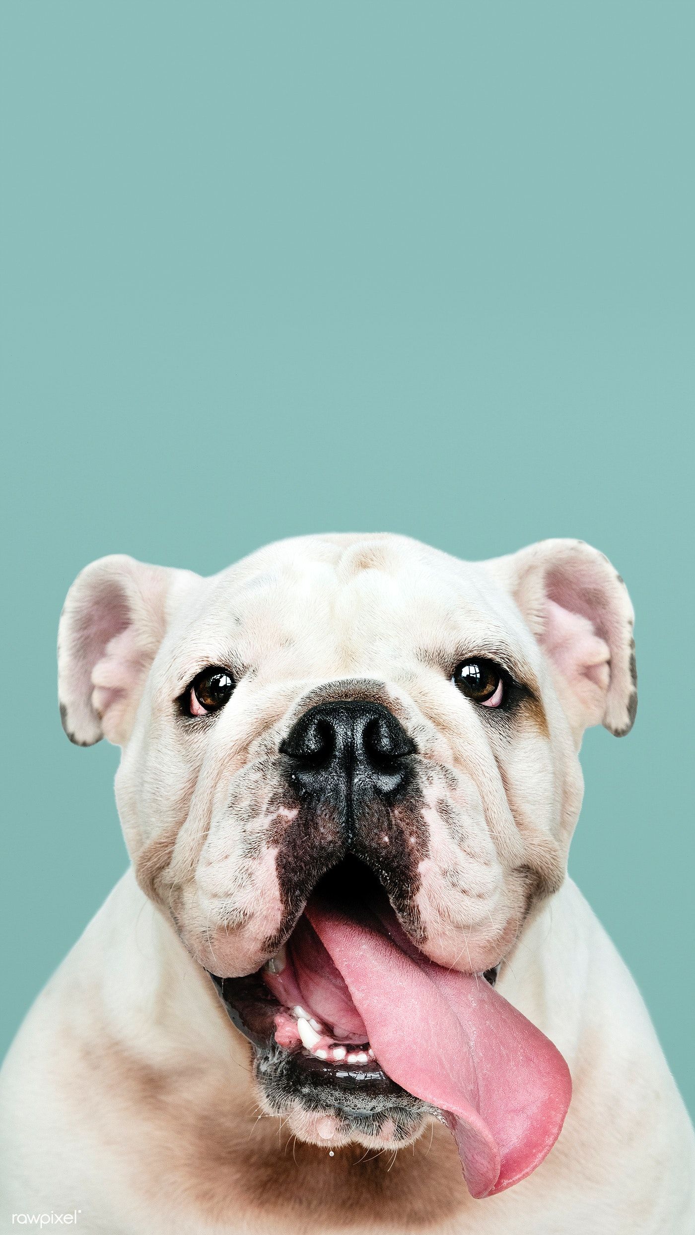 Cute English Bulldogs Wallpapers