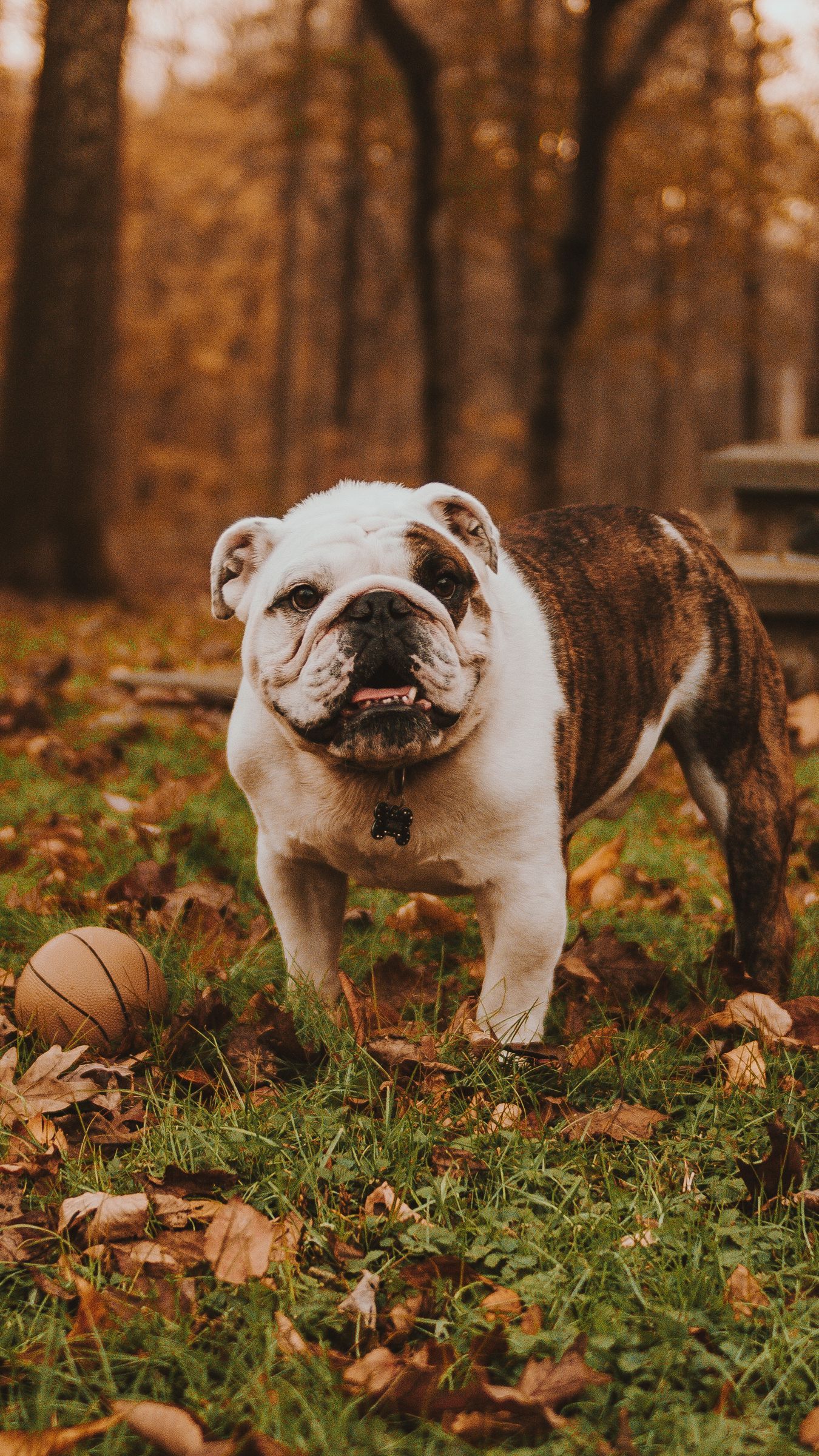 Cute English Bulldogs Wallpapers