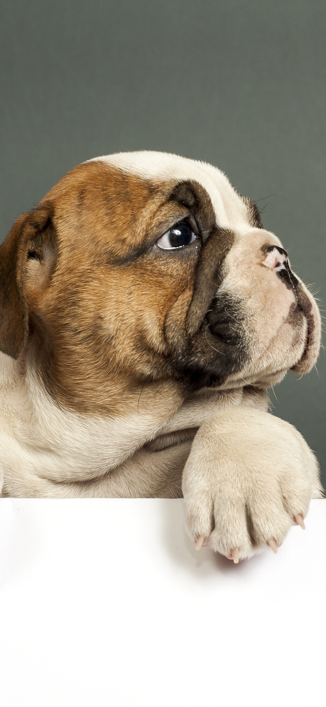 Cute English Bulldogs Wallpapers