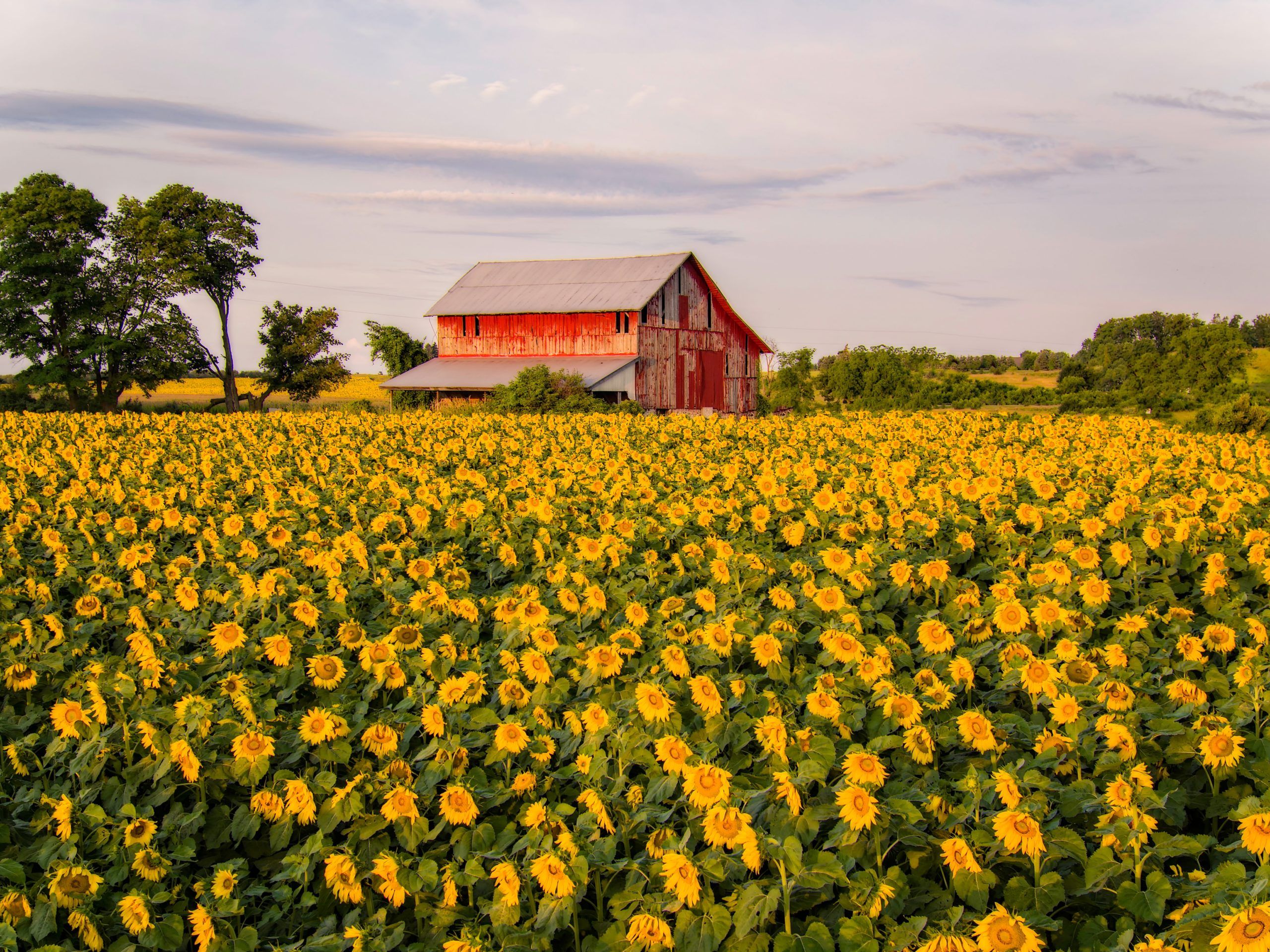 Cute Farm Desktop Wallpapers