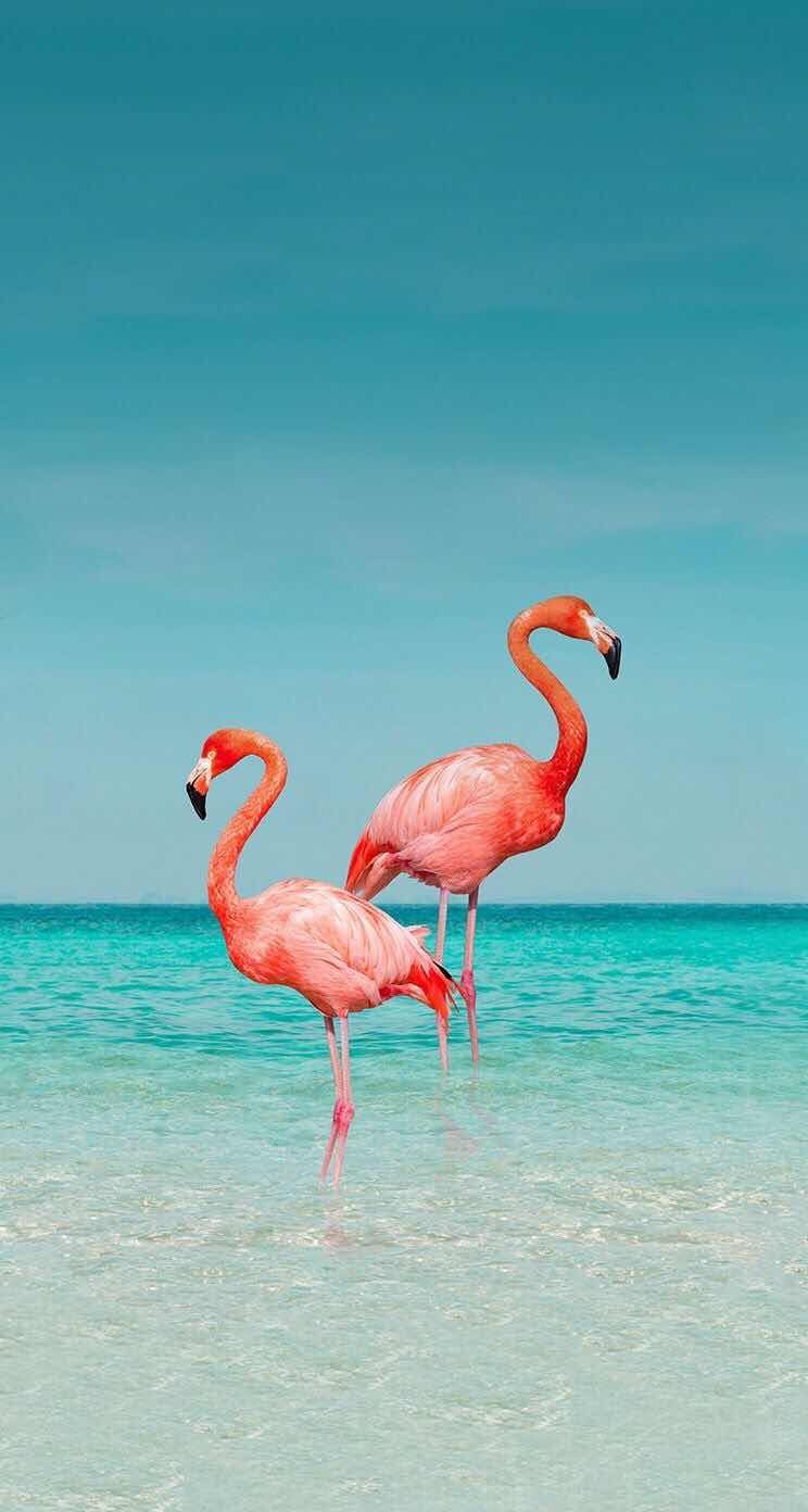 Cute FlamingoWallpapers