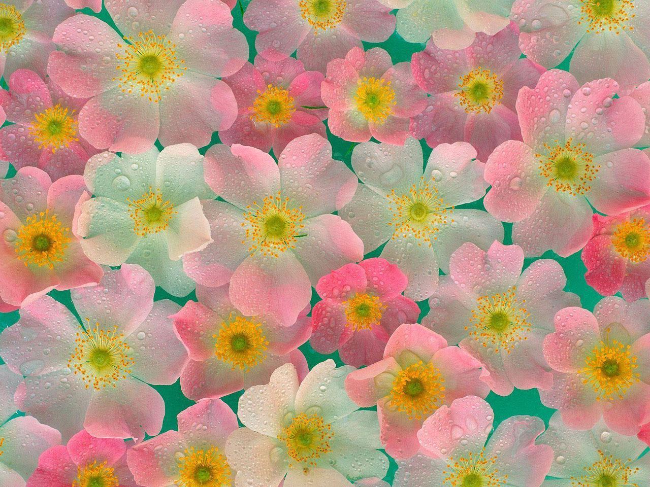 Cute FlowerWallpapers