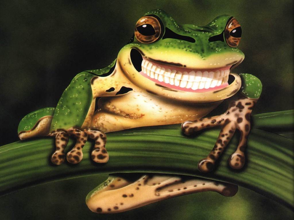 Cute Frogs Wallpapers