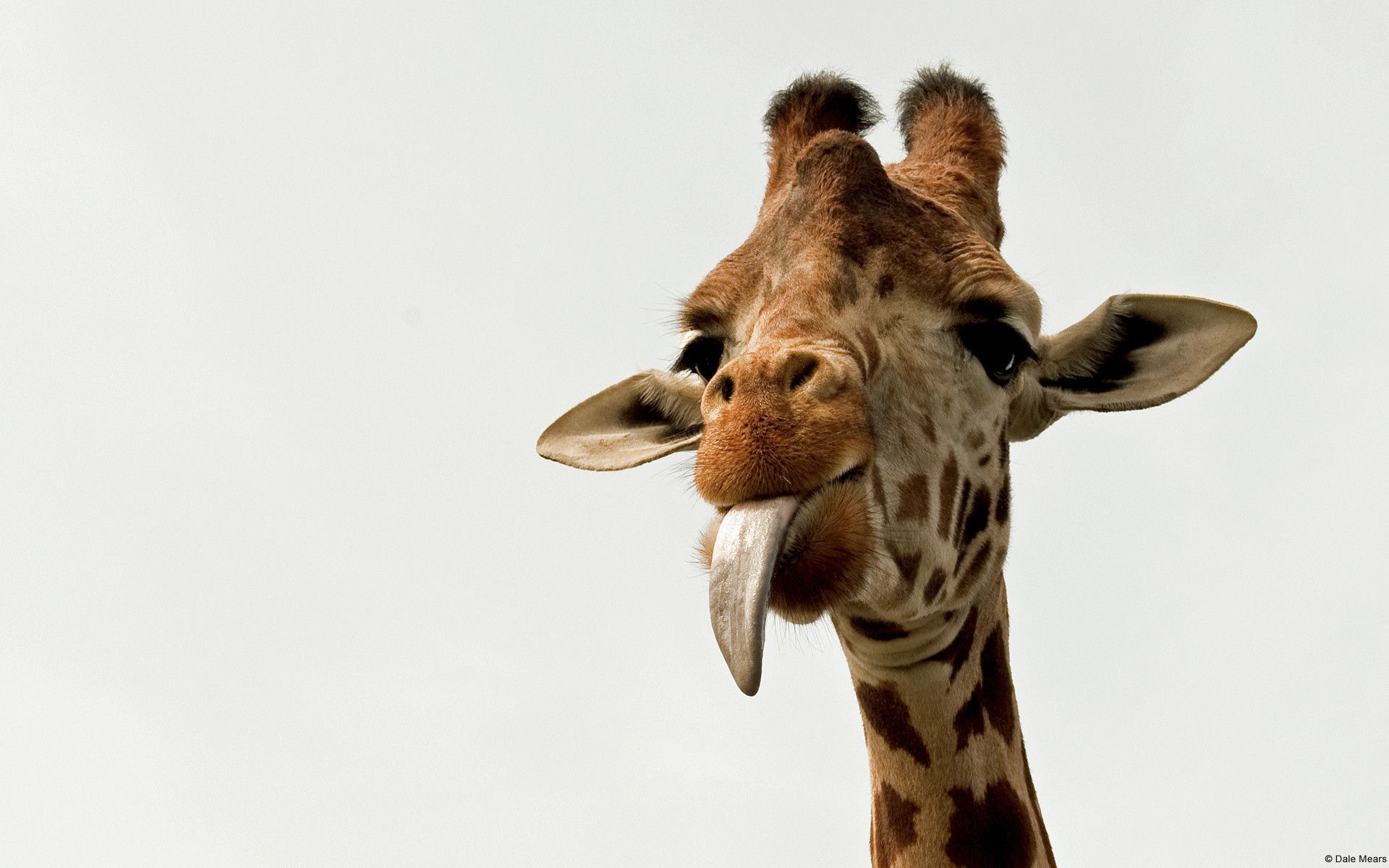 Cute GiraffeWallpapers