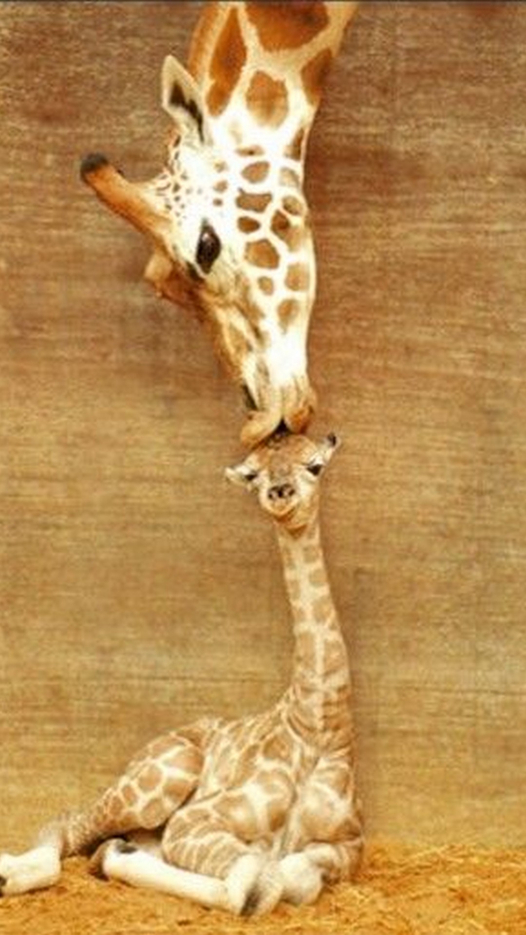 Cute GiraffeWallpapers