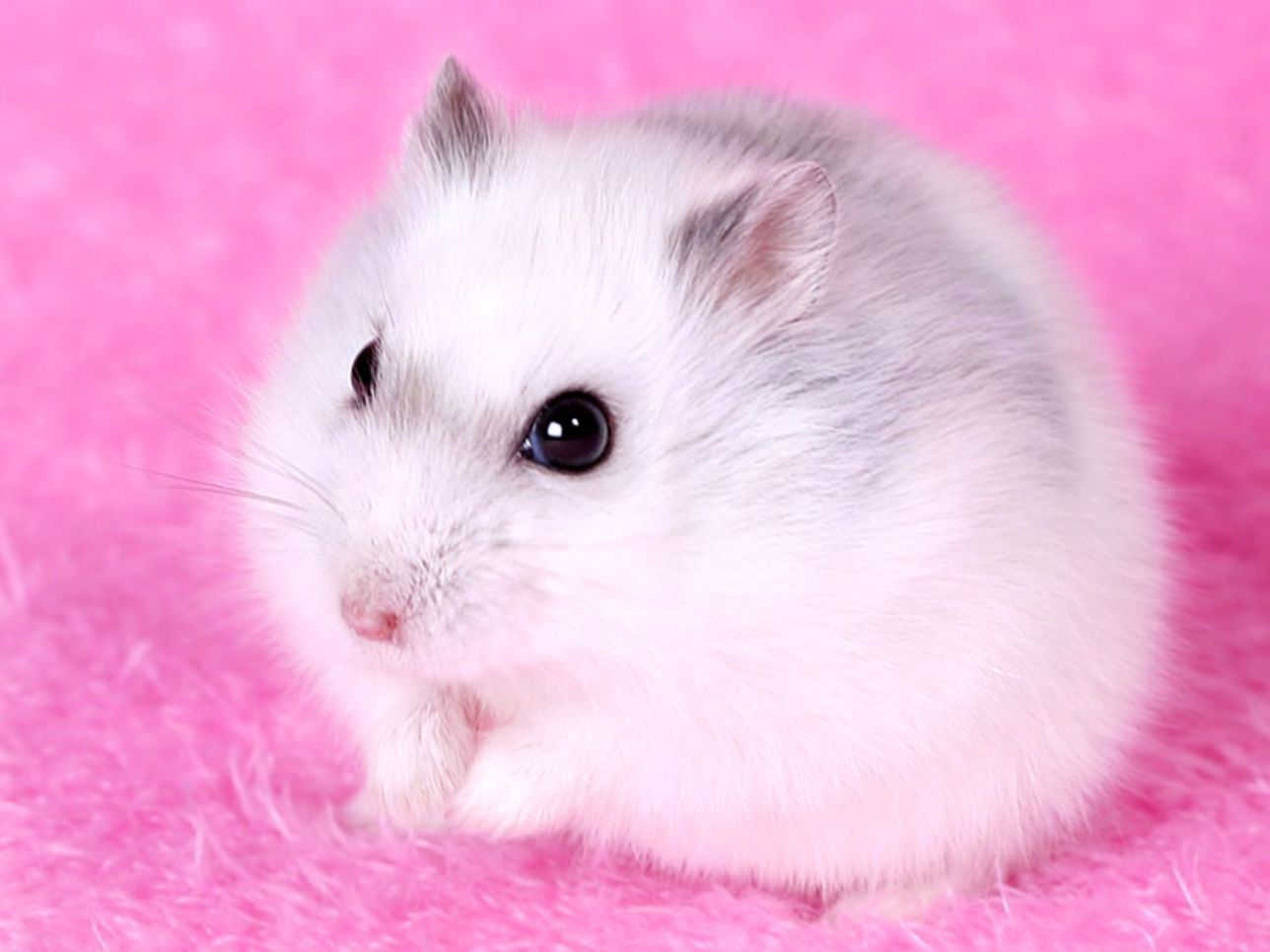 Cute Hamster Wallpapers