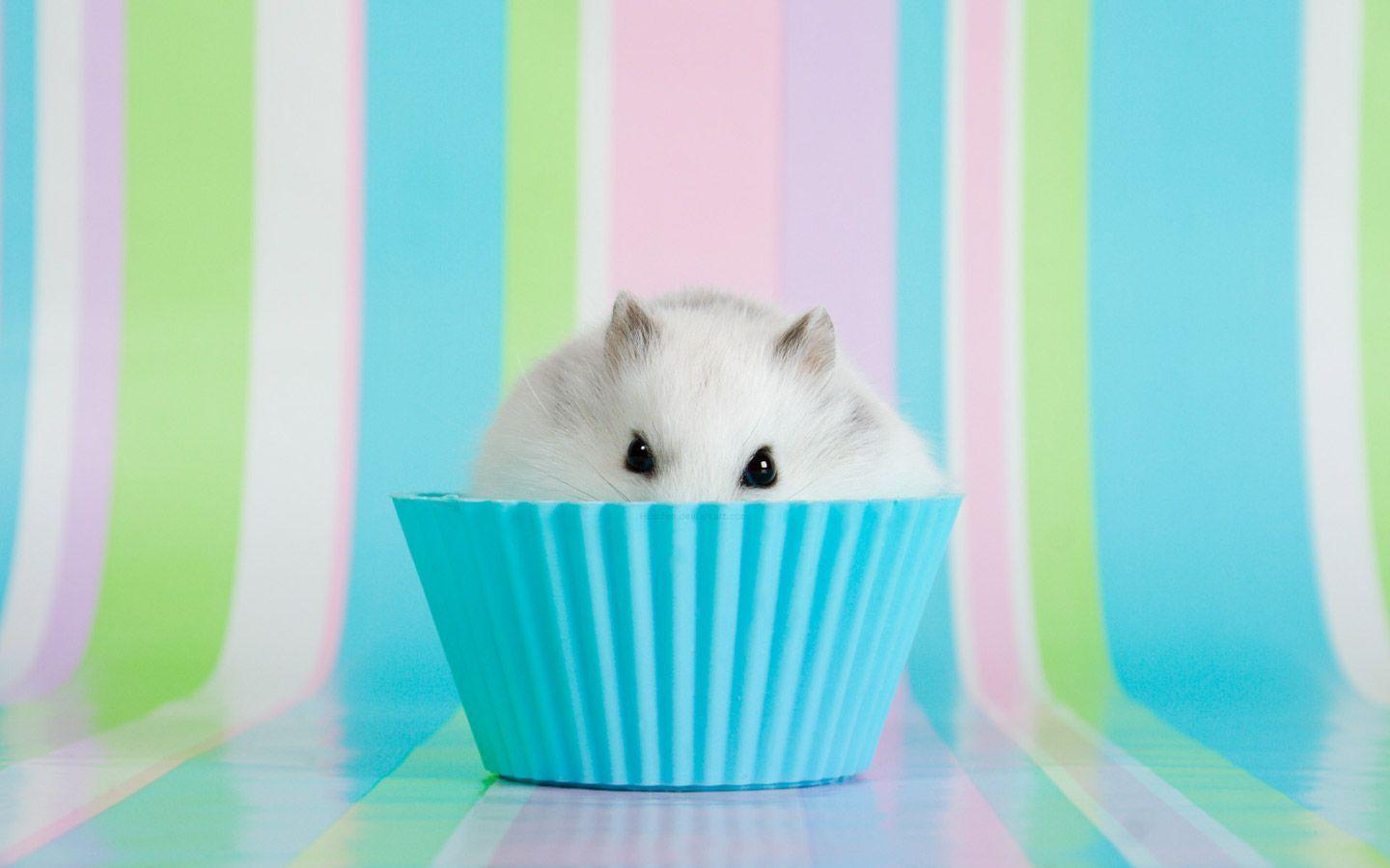 Cute Hamster Wallpapers