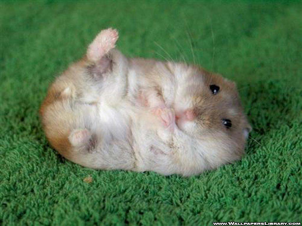 Cute Hamster Wallpapers