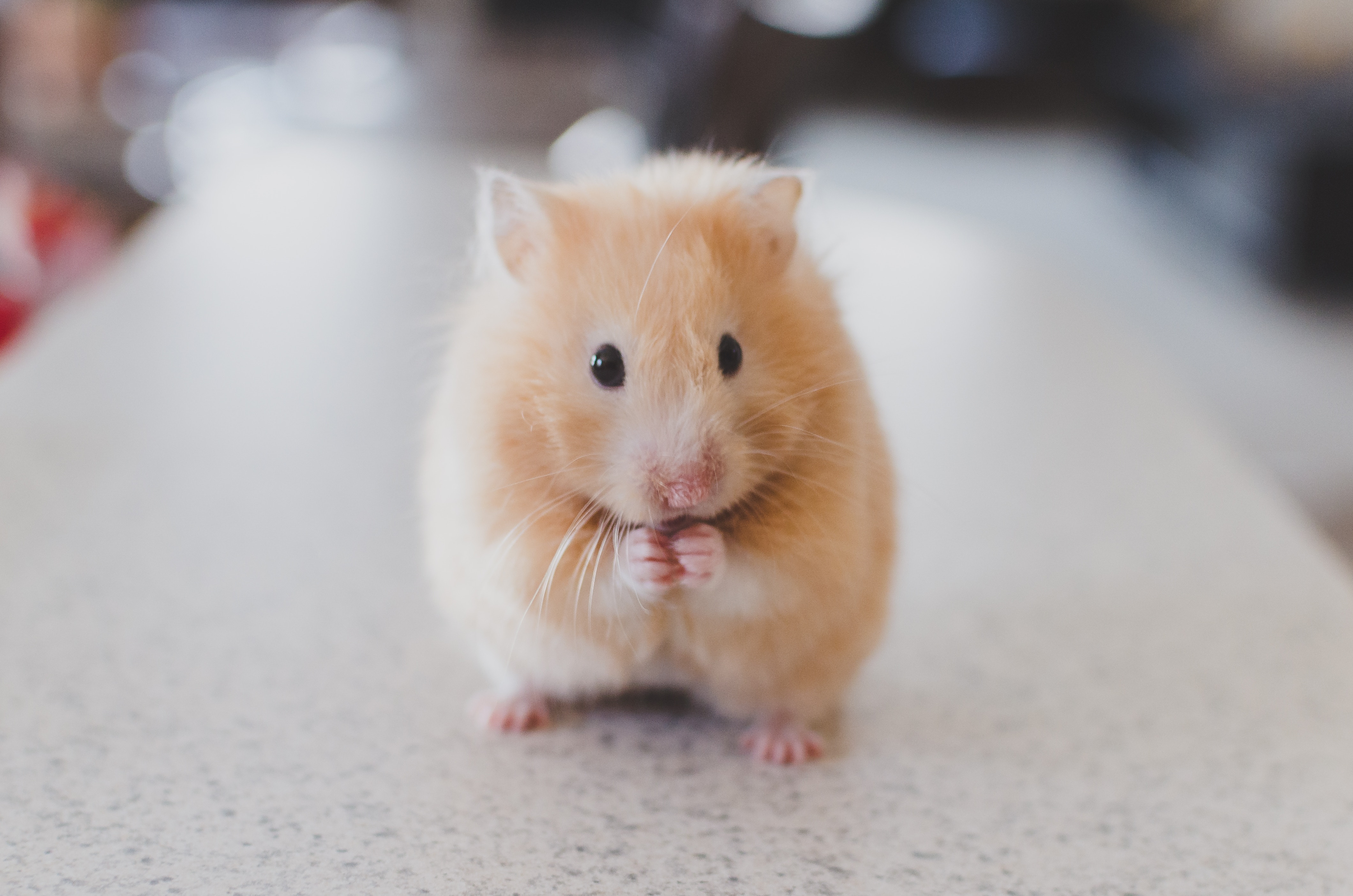 Cute Hamster Wallpapers