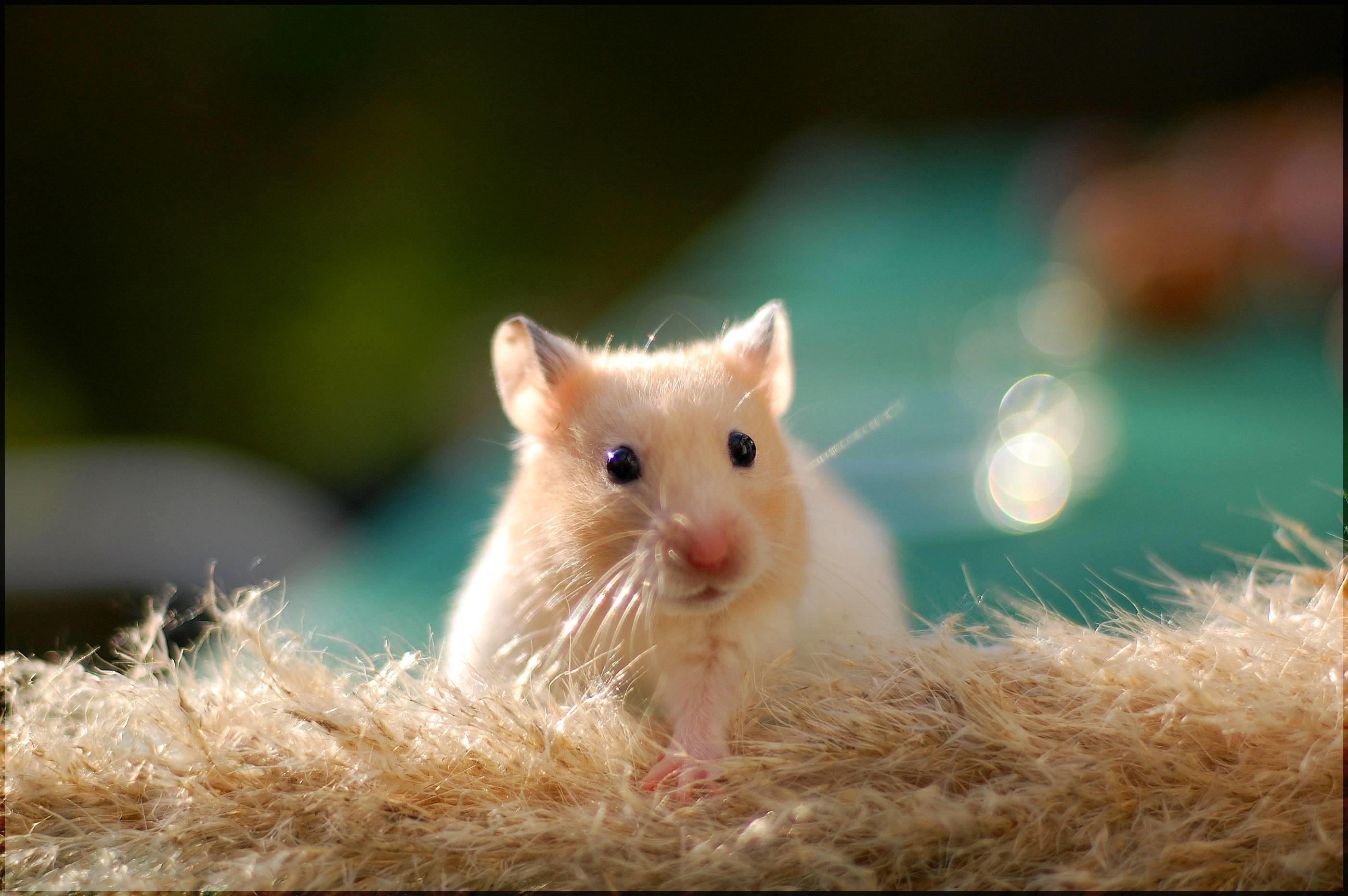 Cute Hamster Wallpapers