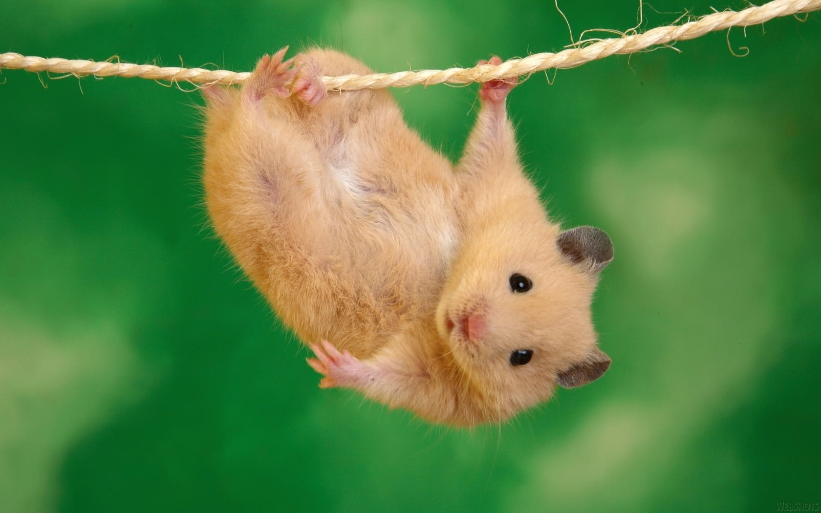 Cute Hamster Wallpapers