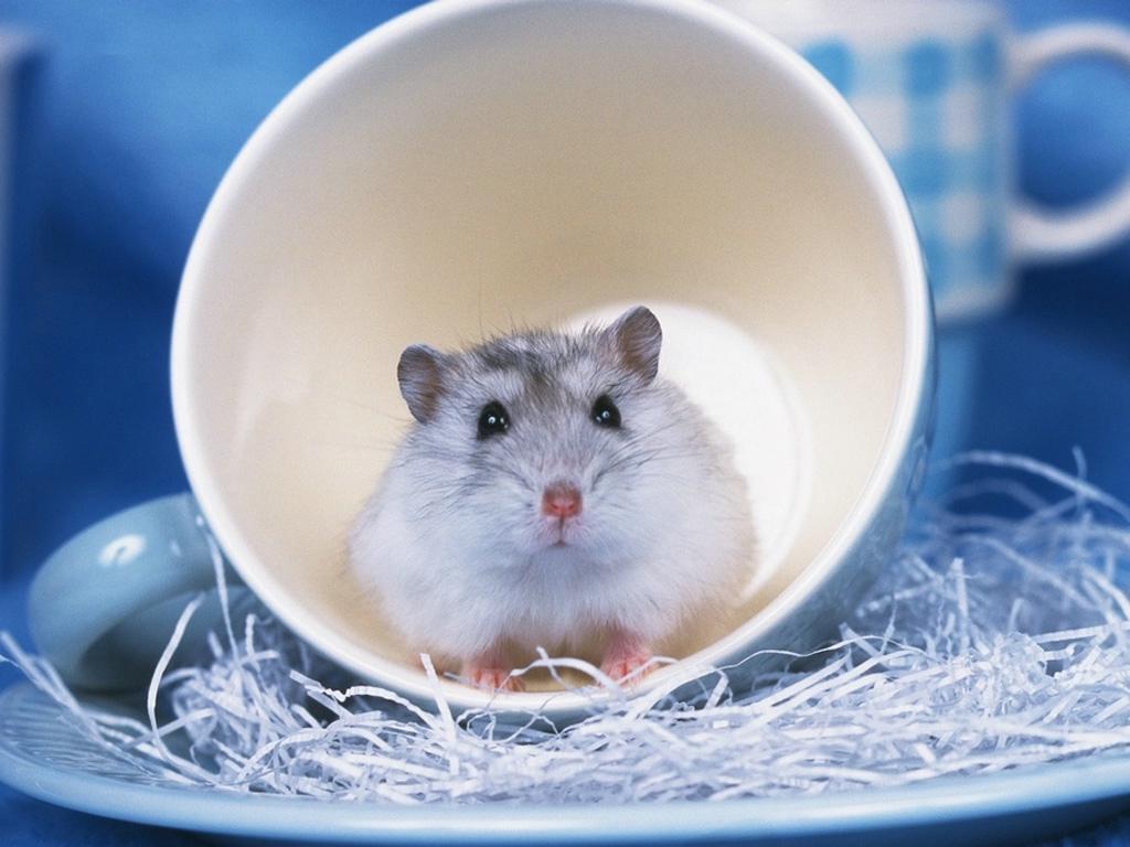 Cute Hamster Wallpapers