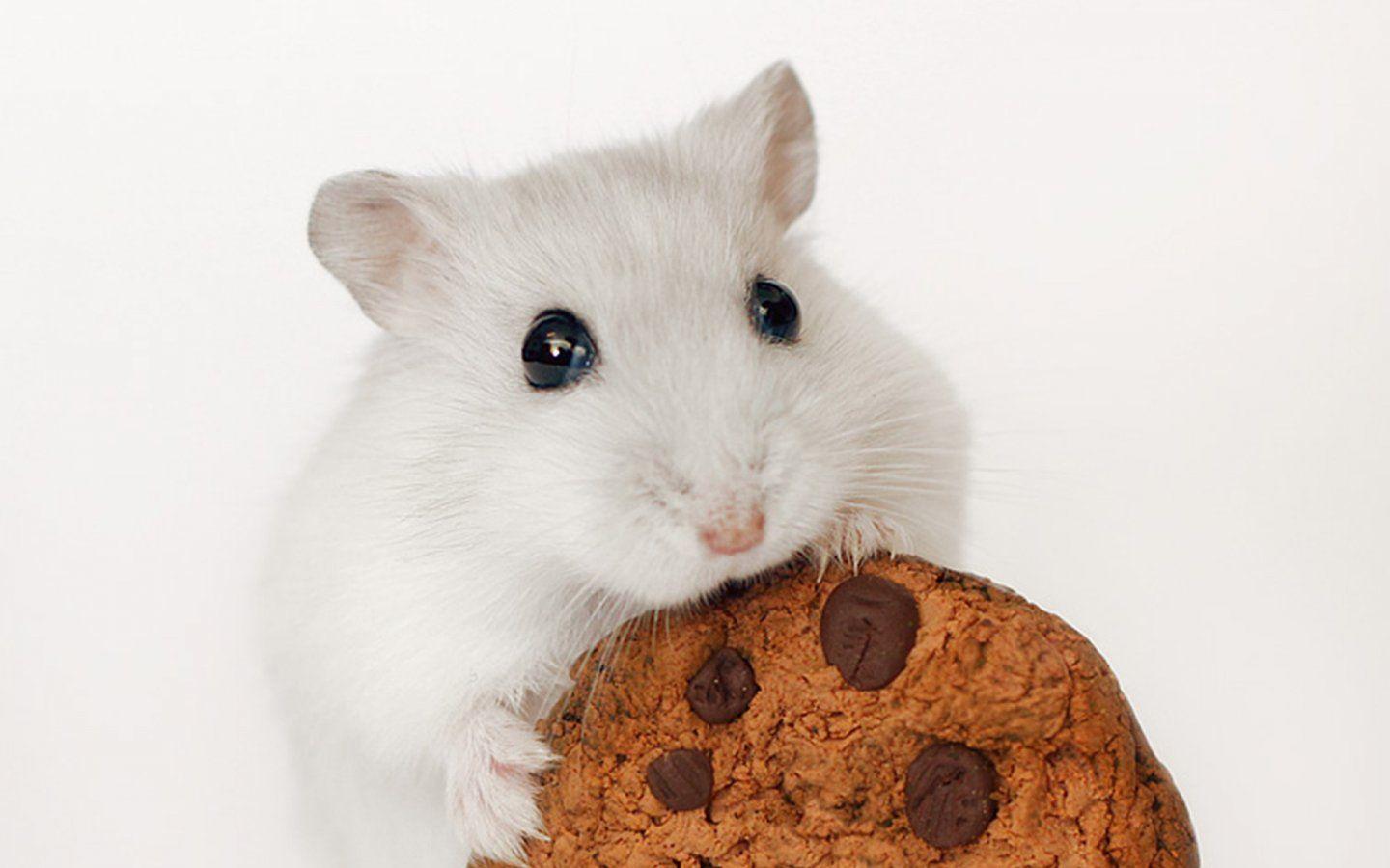 Cute Hamster Wallpapers