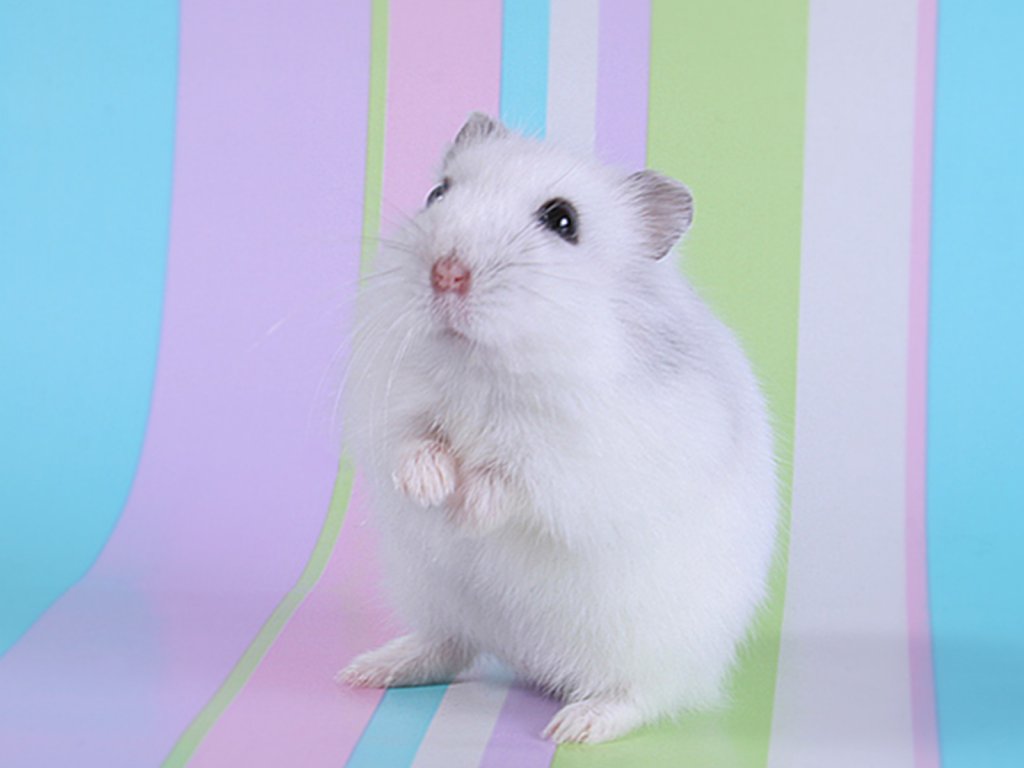 Cute Hamster Wallpapers