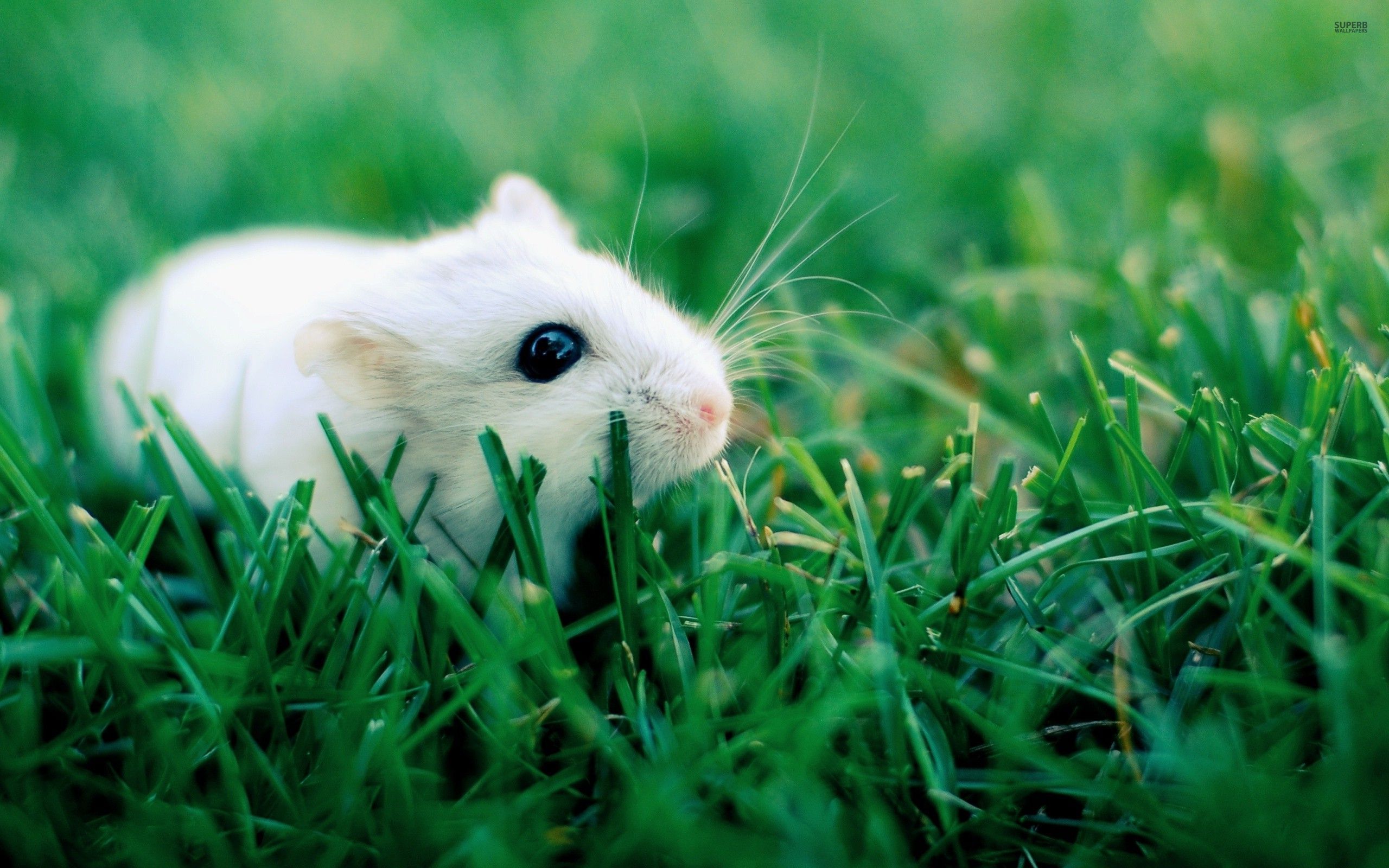 Cute Hamster  Wallpapers