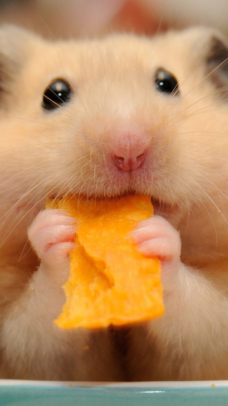 Cute Hamster  Wallpapers