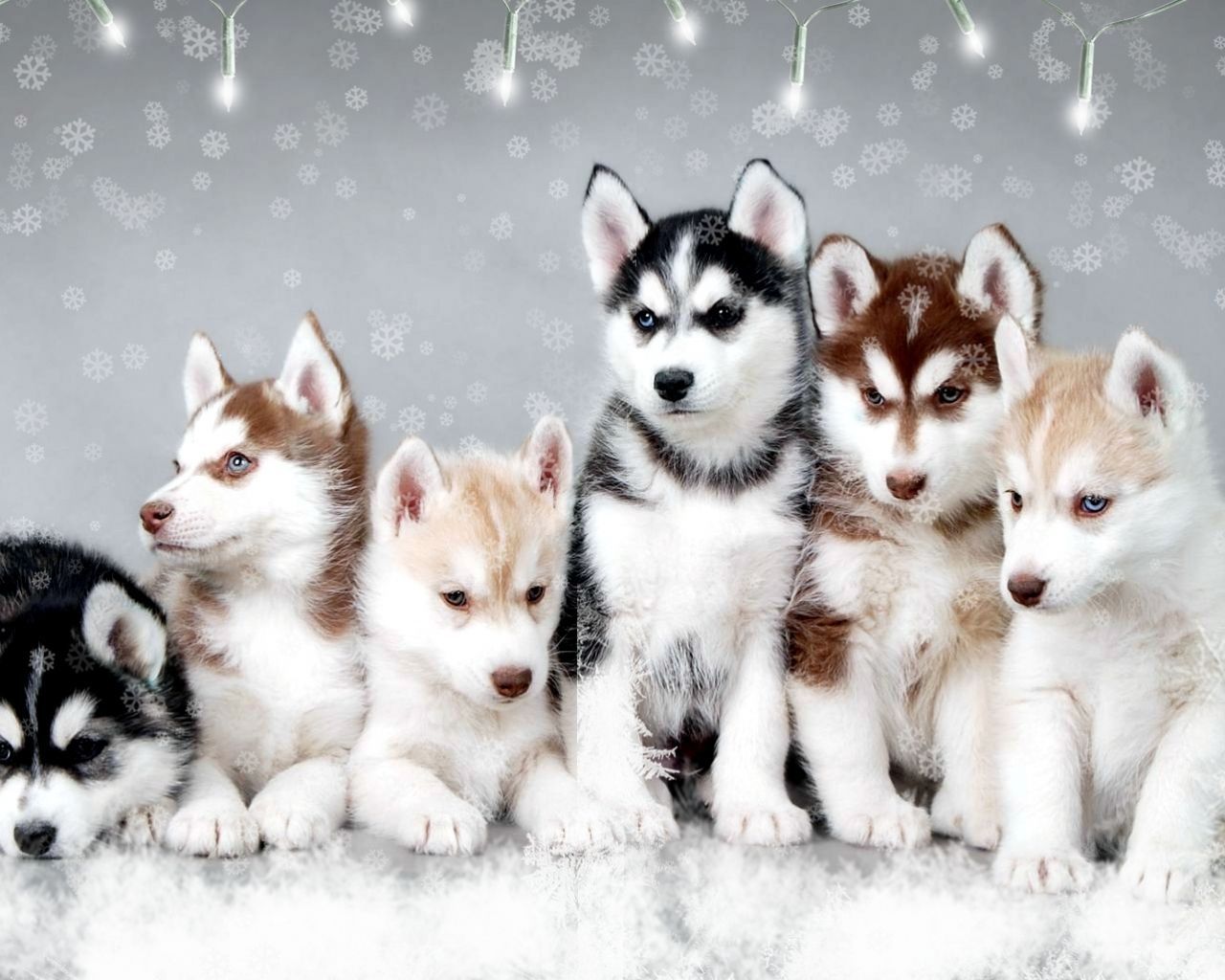 Cute Husky Wallpapers