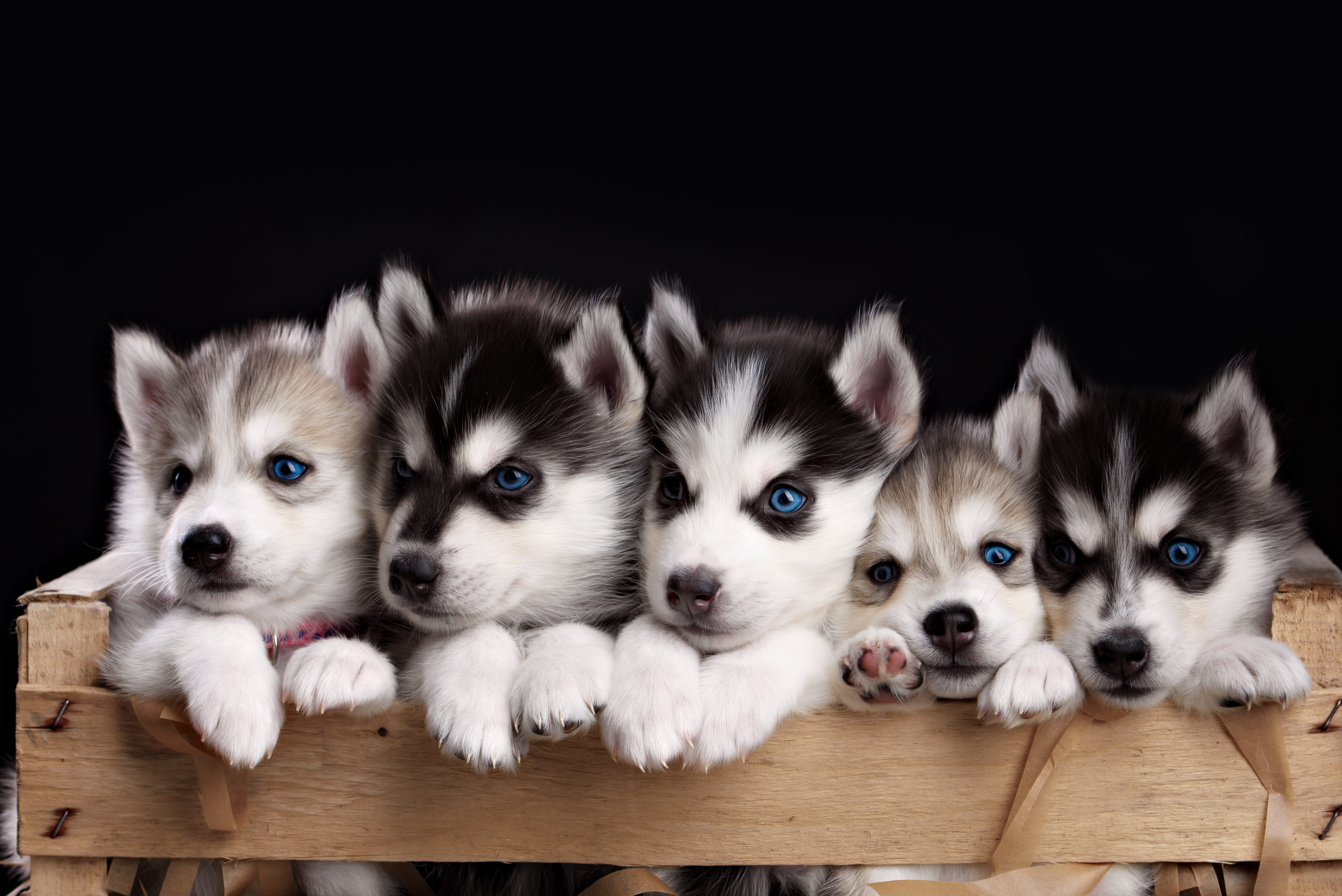 Cute Husky Wallpapers