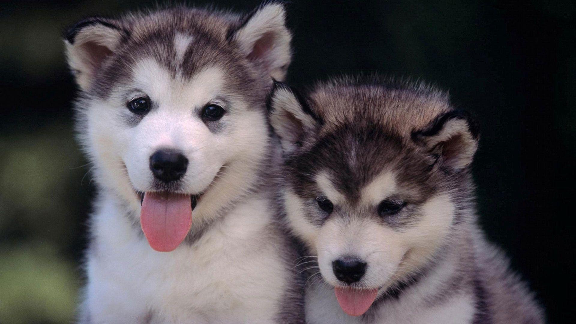 Cute Husky Wallpapers