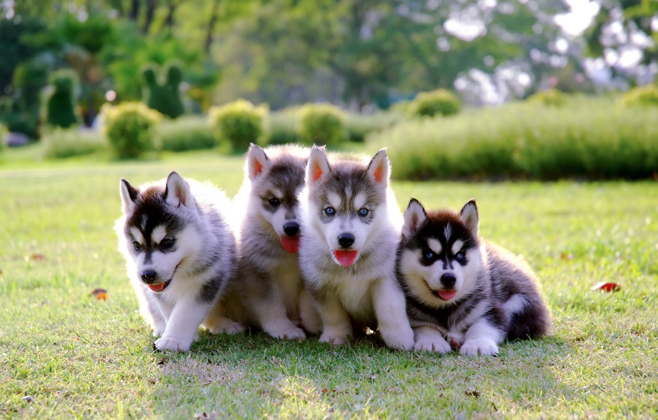 Cute Husky Wallpapers