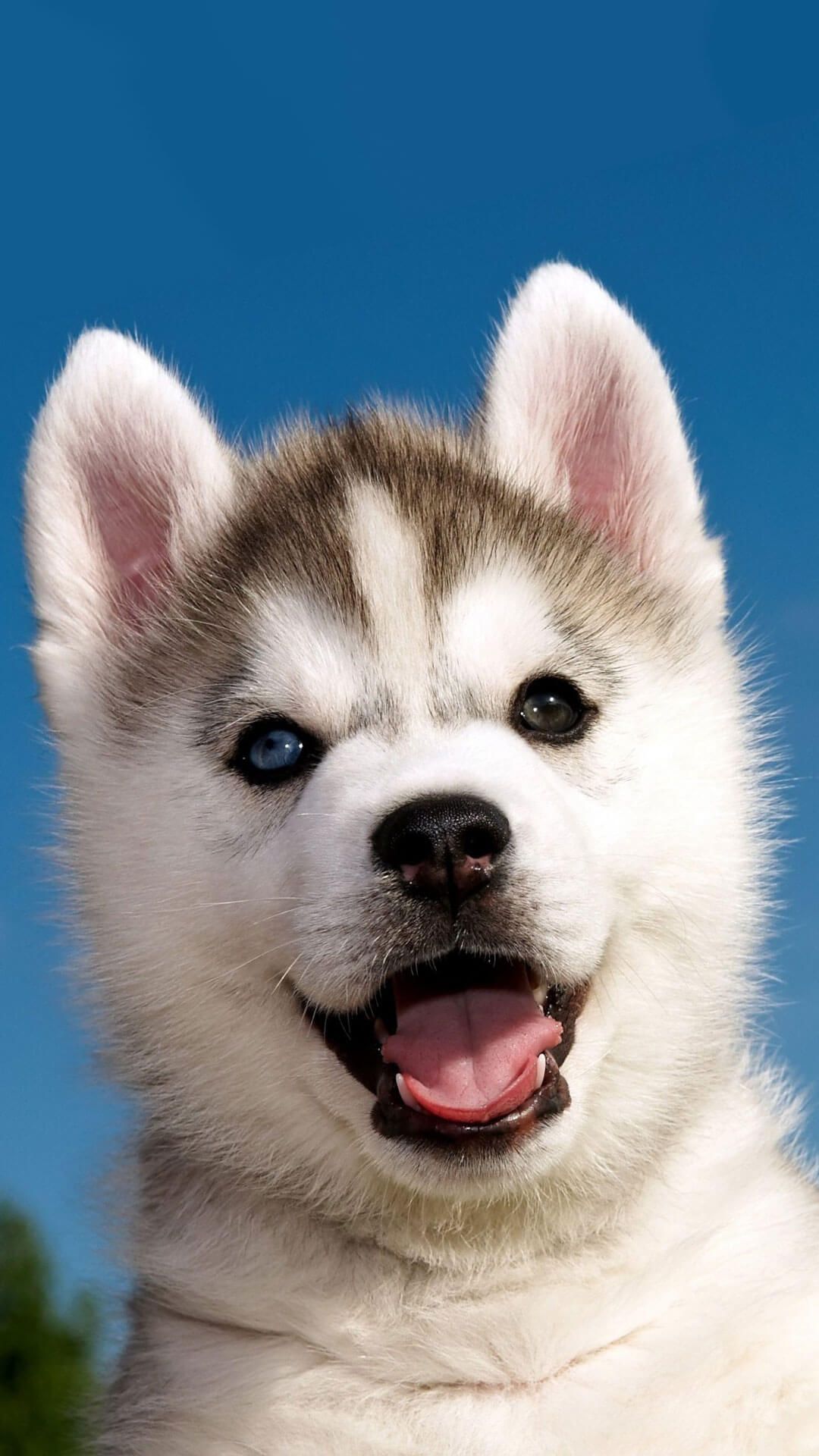 Cute Husky Wallpapers