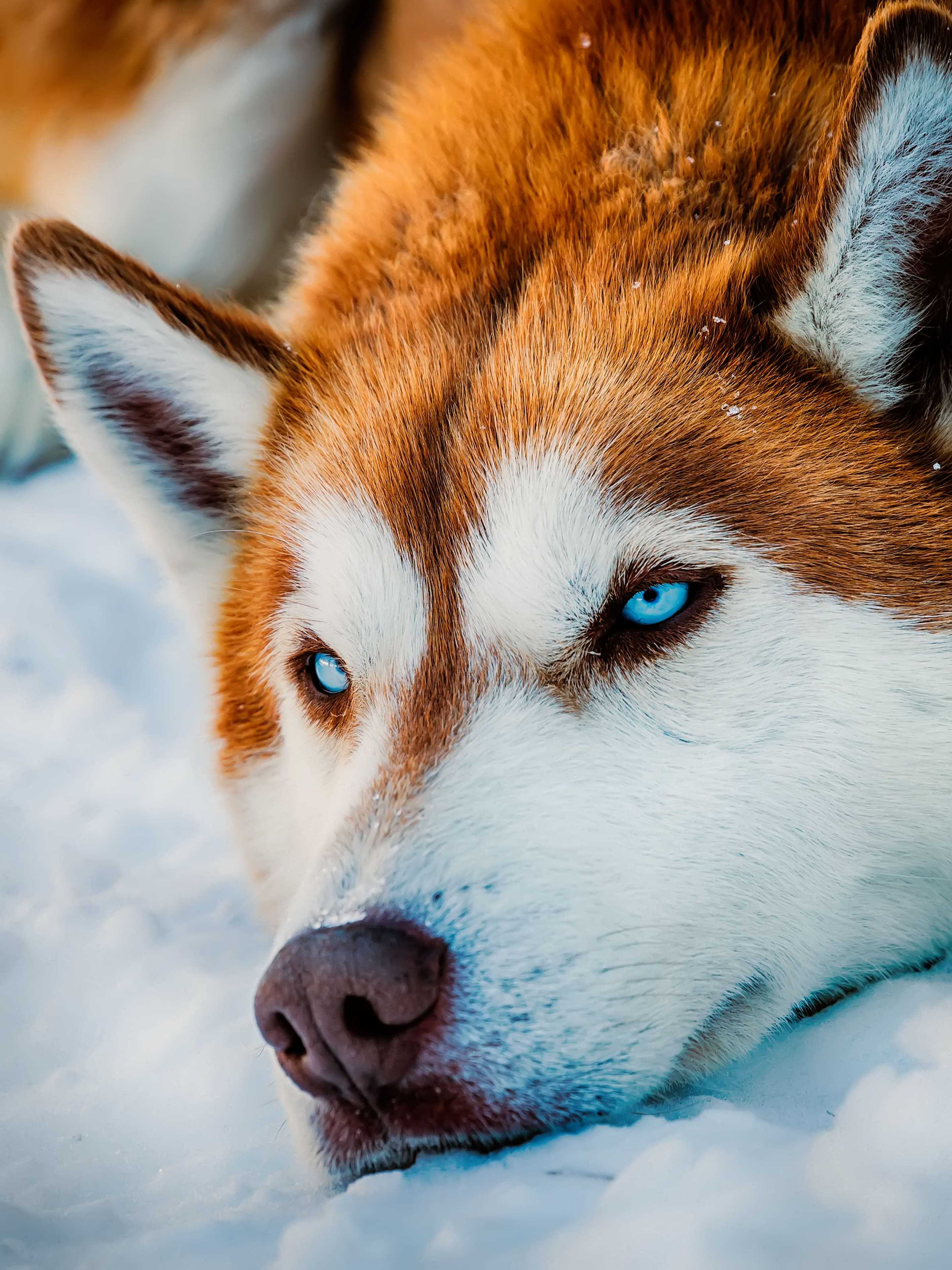 Cute Husky Wallpapers