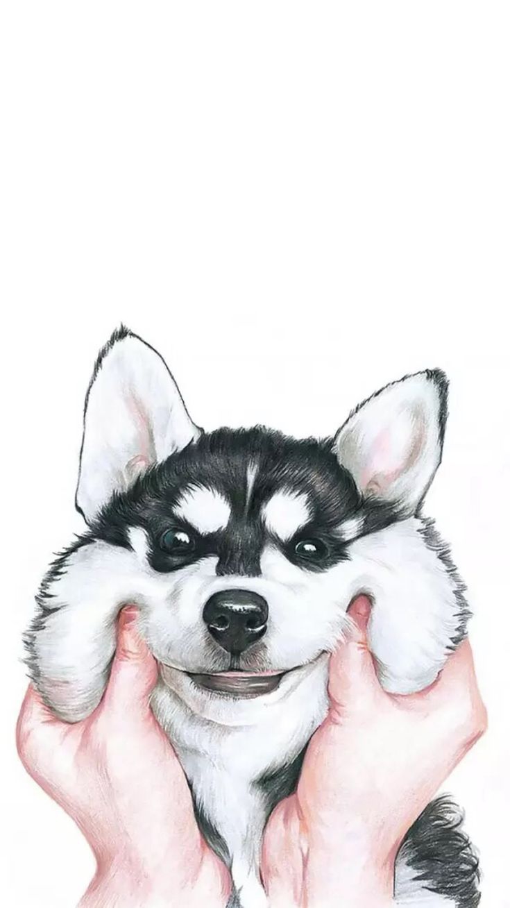 Cute Husky Wallpapers