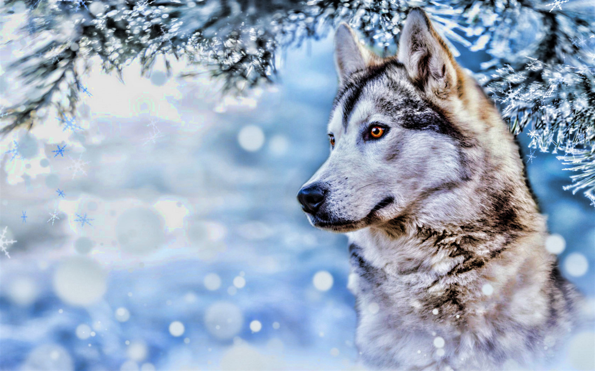 Cute Husky Wallpapers