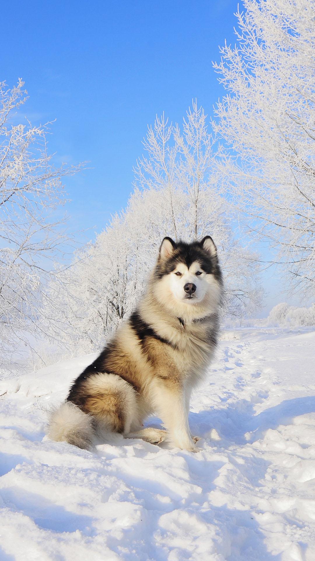 Cute Husky Wallpapers