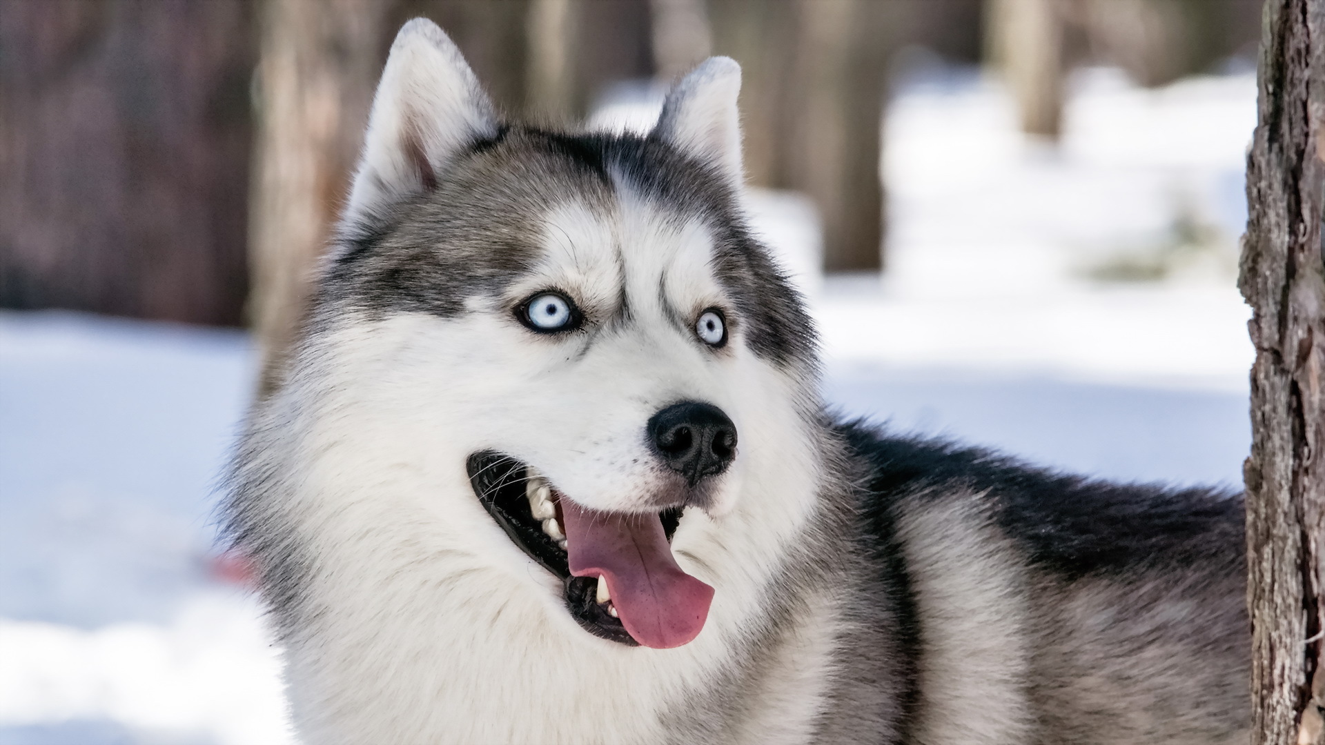 Cute Husky Wallpapers