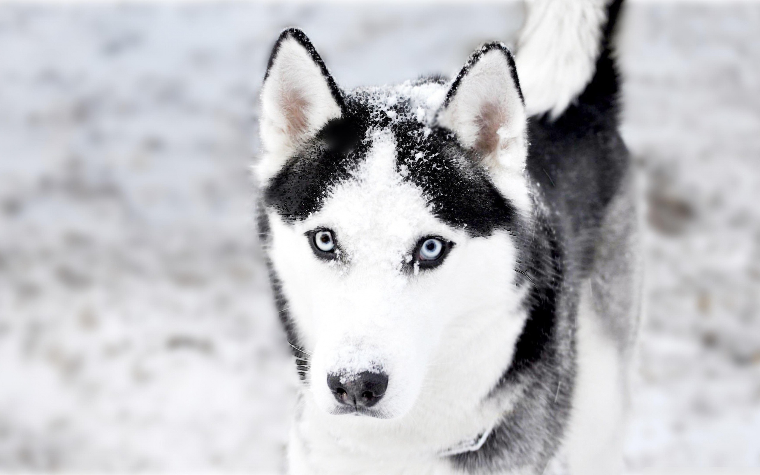 Cute Husky Wallpapers