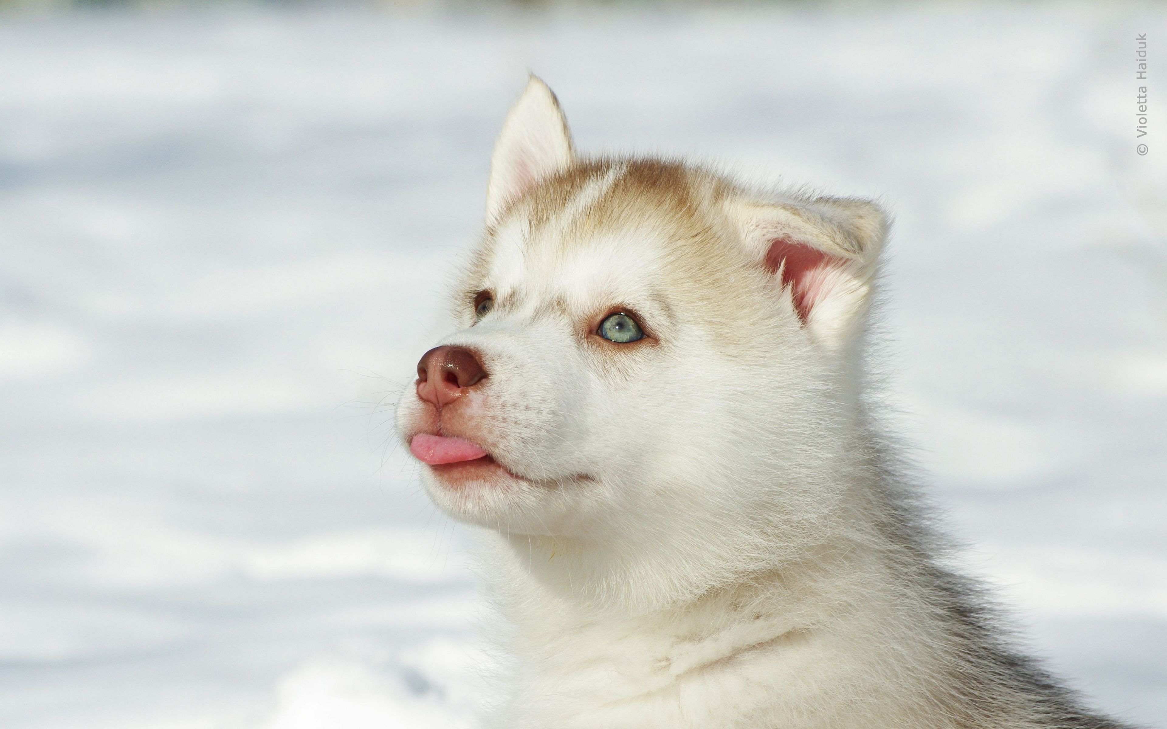 Cute Husky Wallpapers